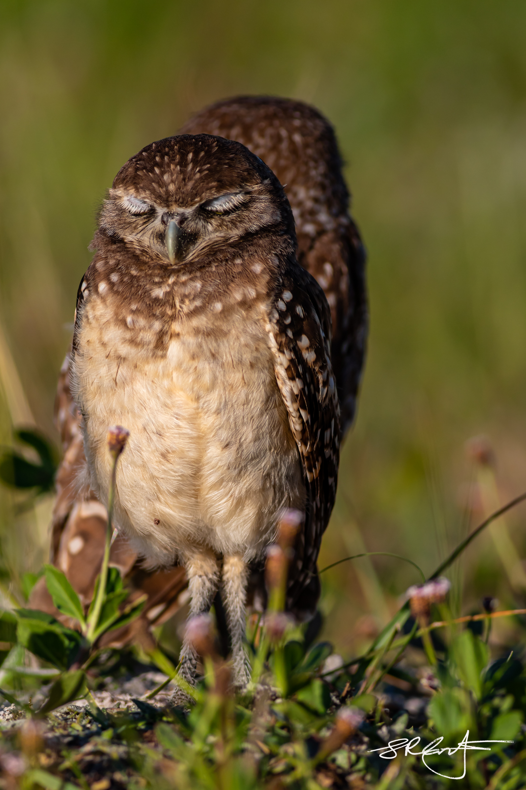 2019 05 18 Marco Burrowing Owls-14867.jpg