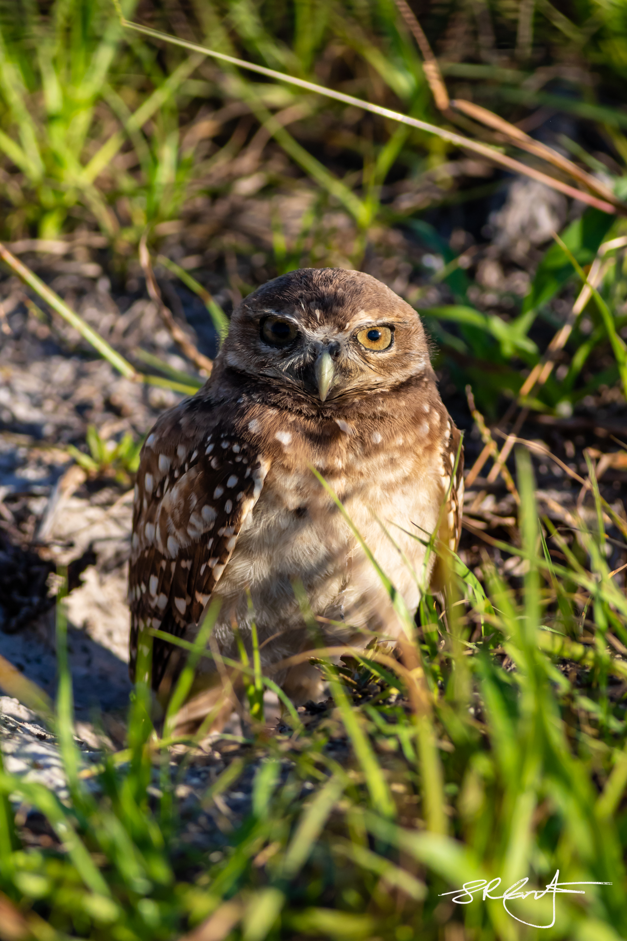 2019 05 18 Marco Burrowing Owls-14873.jpg