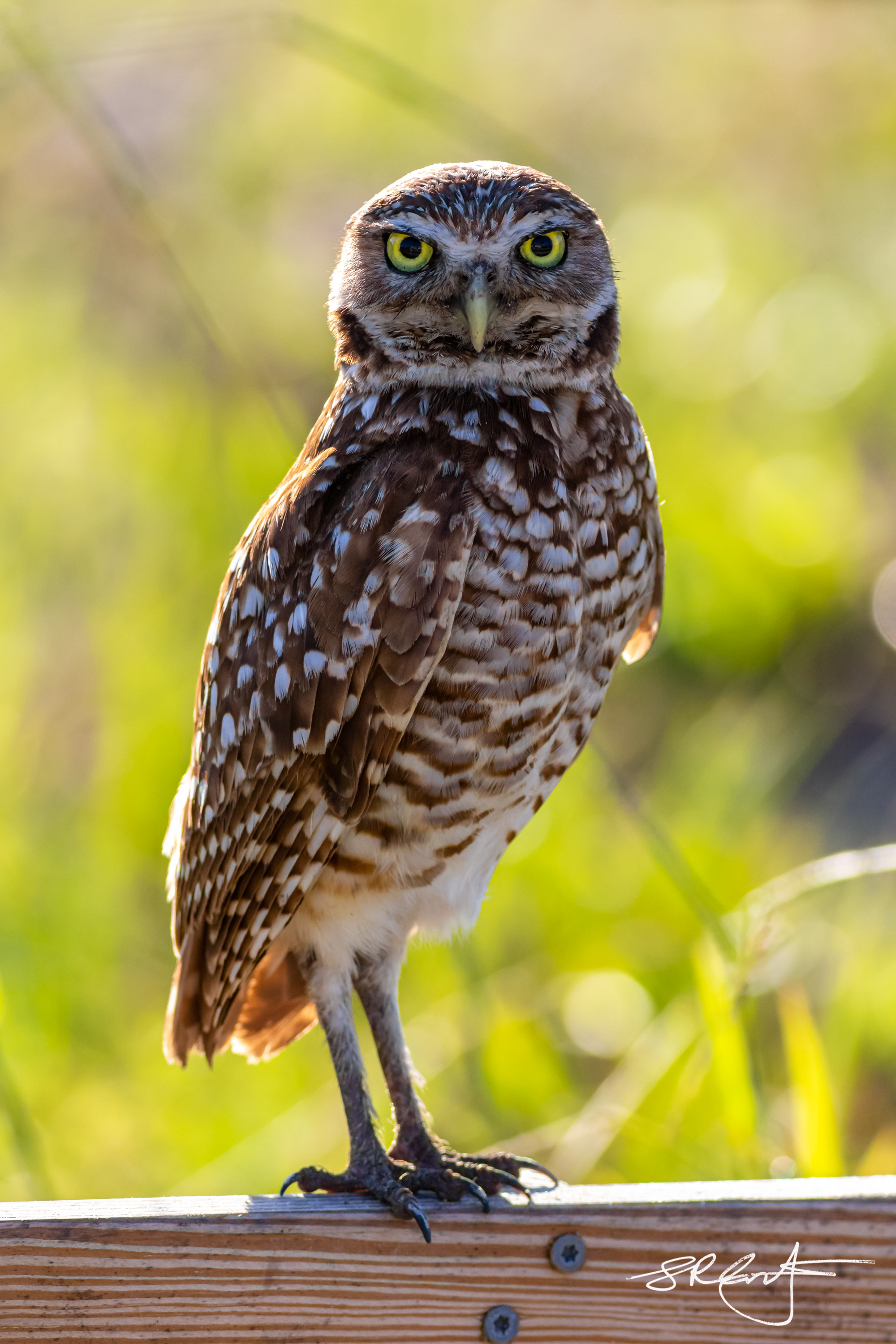 2019 05 18 Marco Burrowing Owls-14881.jpg