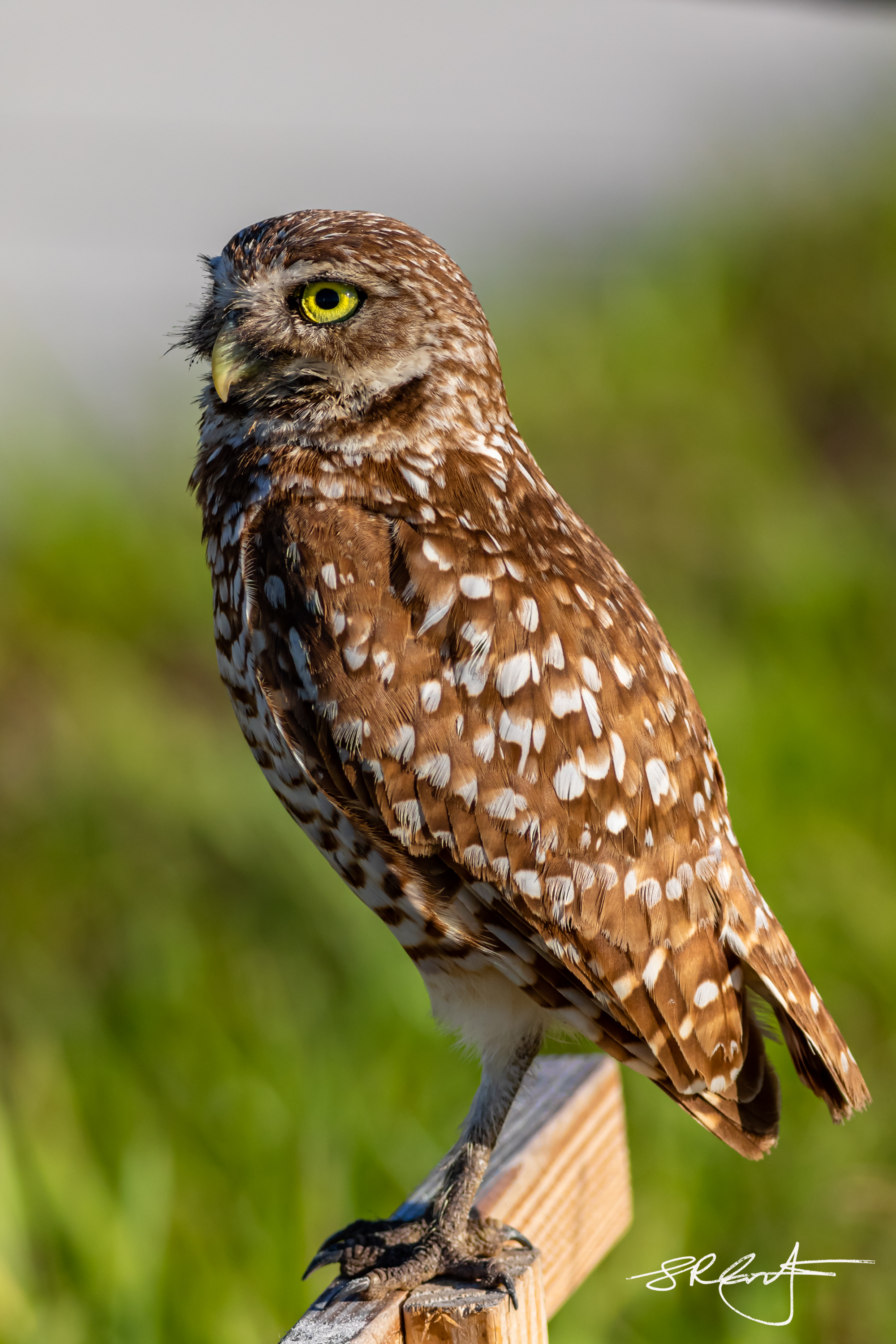 2019 05 18 Marco Burrowing Owls-14896.jpg