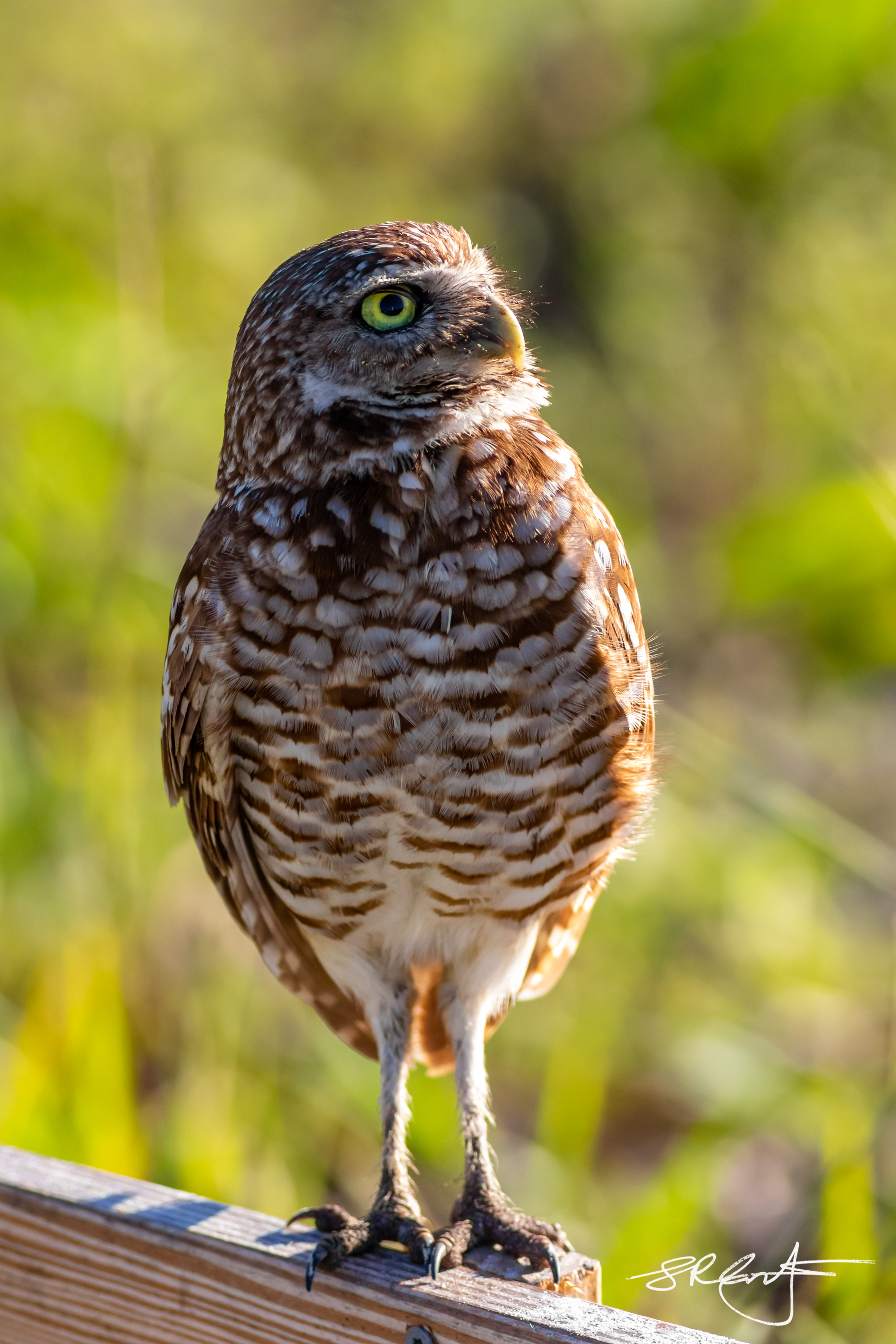 2019 05 18 Marco Burrowing Owls-14898.jpg