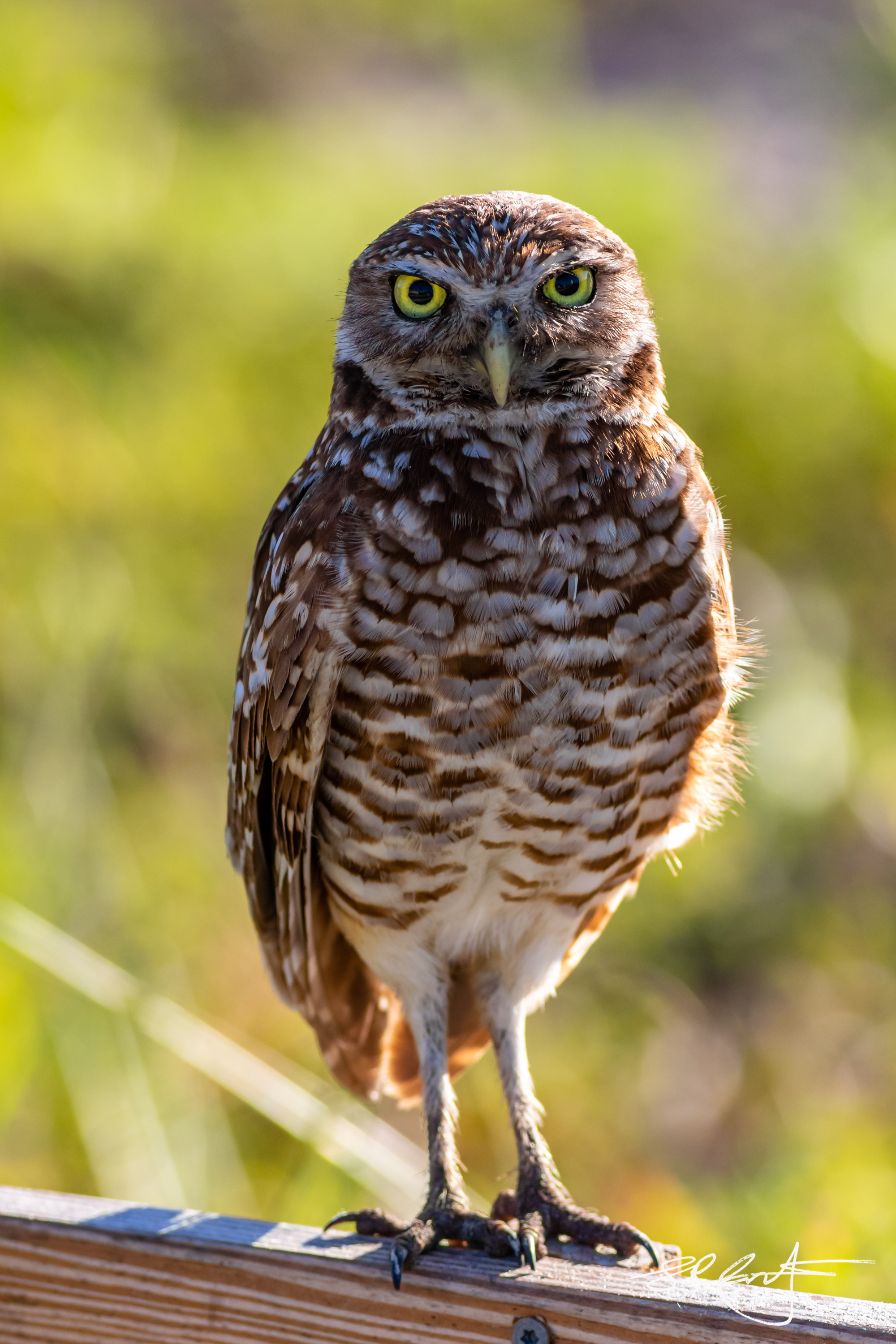 2019 05 18 Marco Burrowing Owls-14909.jpg