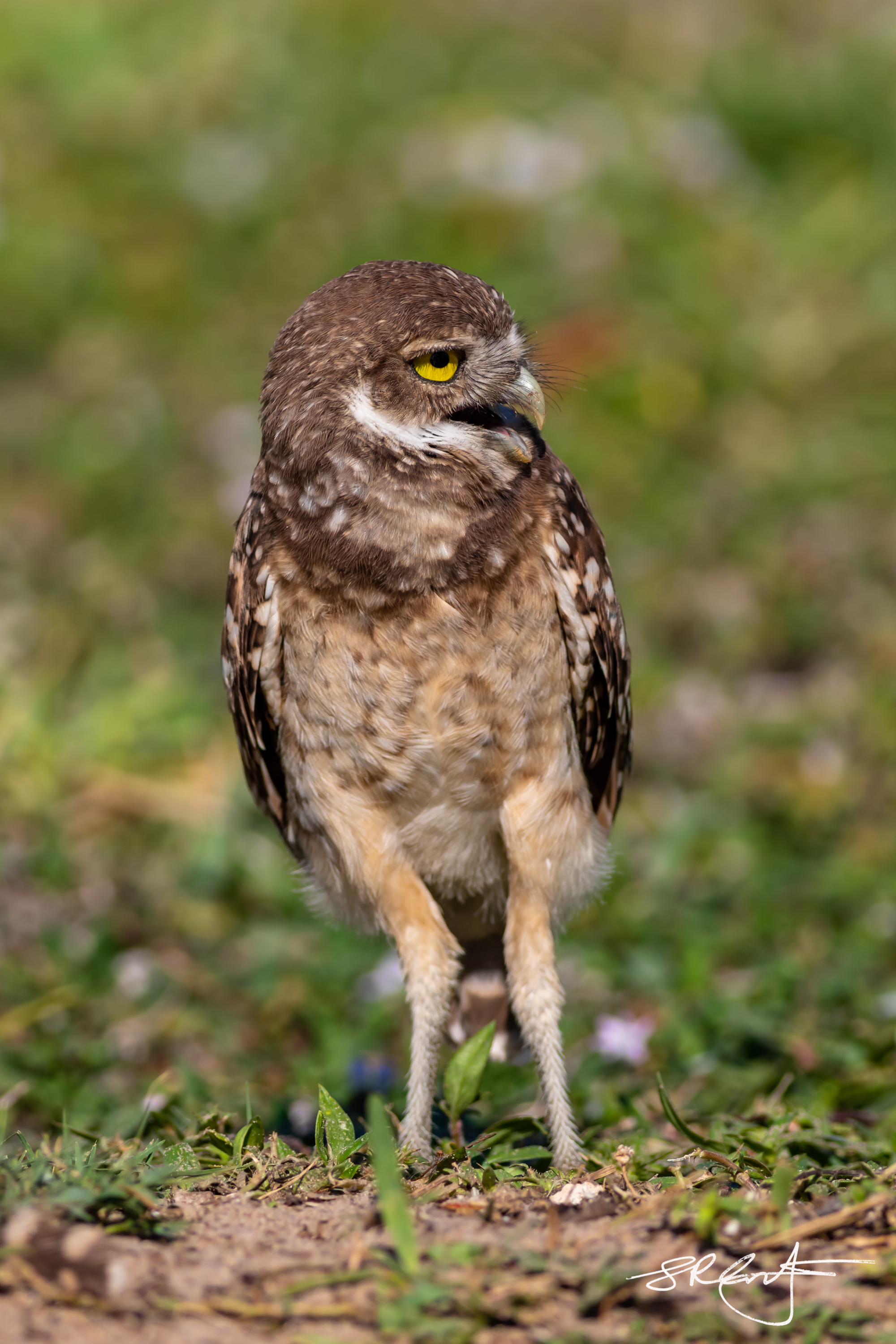 2019 05 18 Marco Burrowing Owls-15007.jpg