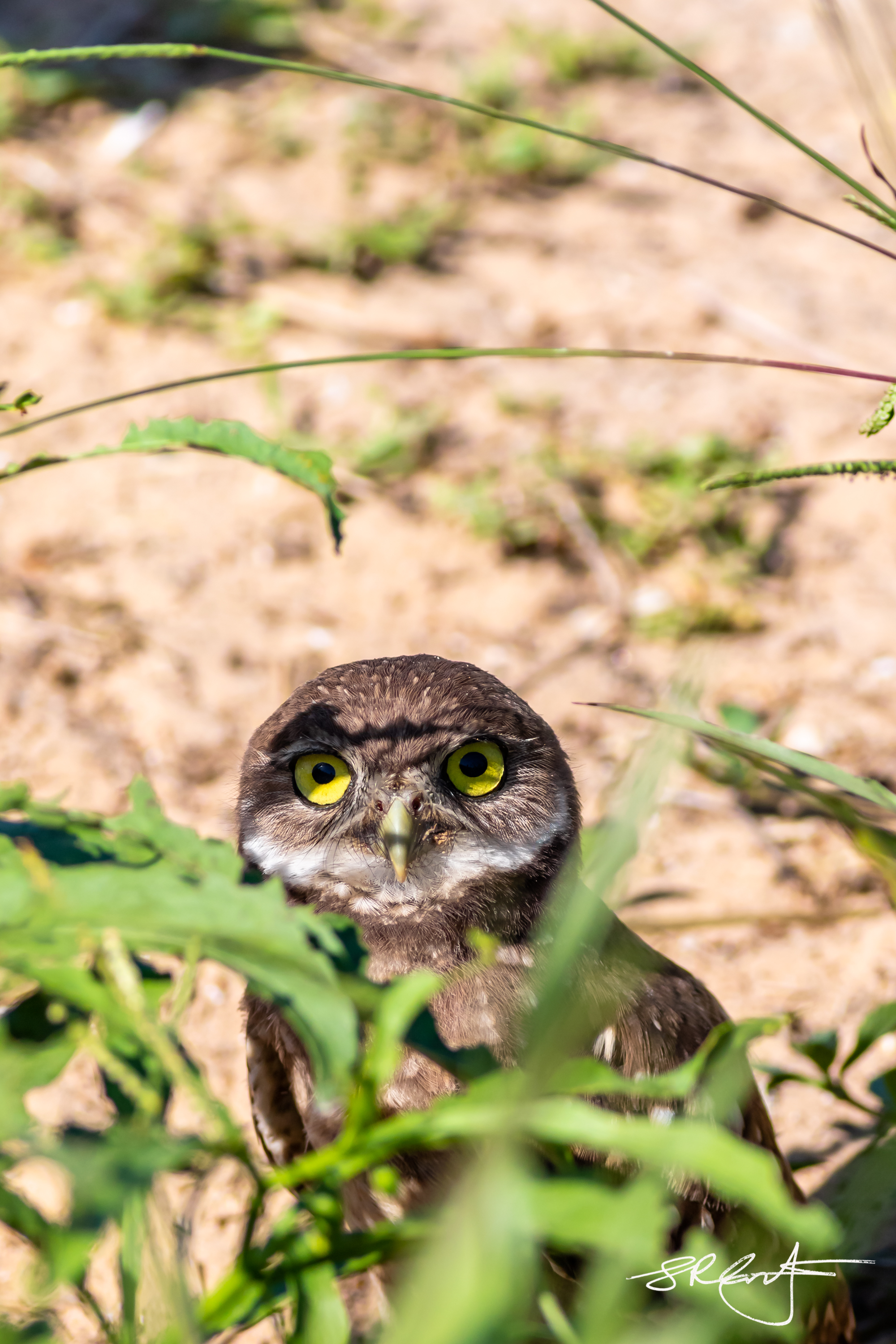 2019 05 18 Marco Burrowing Owls-15022.jpg