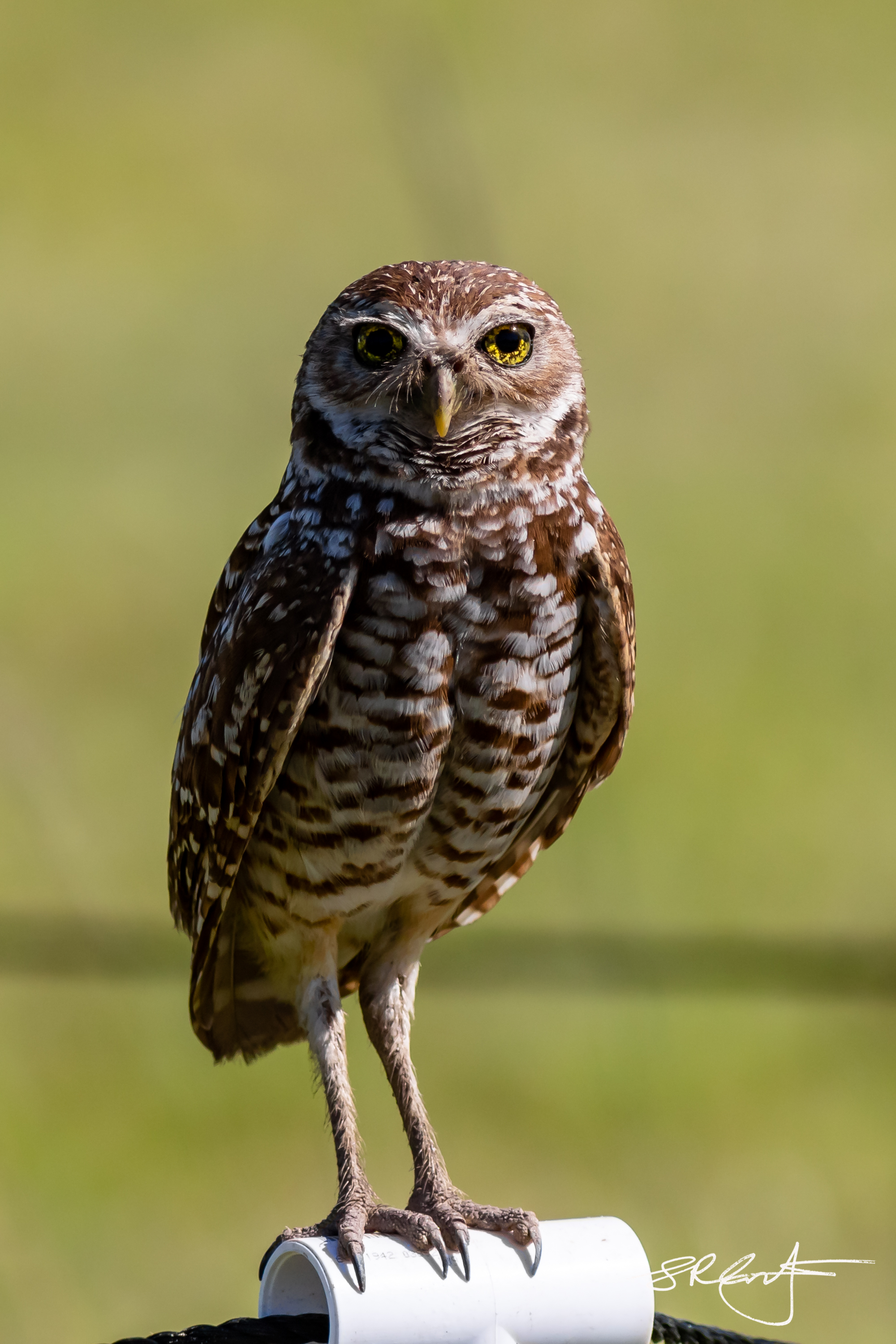 2019 05 18 Marco Burrowing Owls-15039.jpg