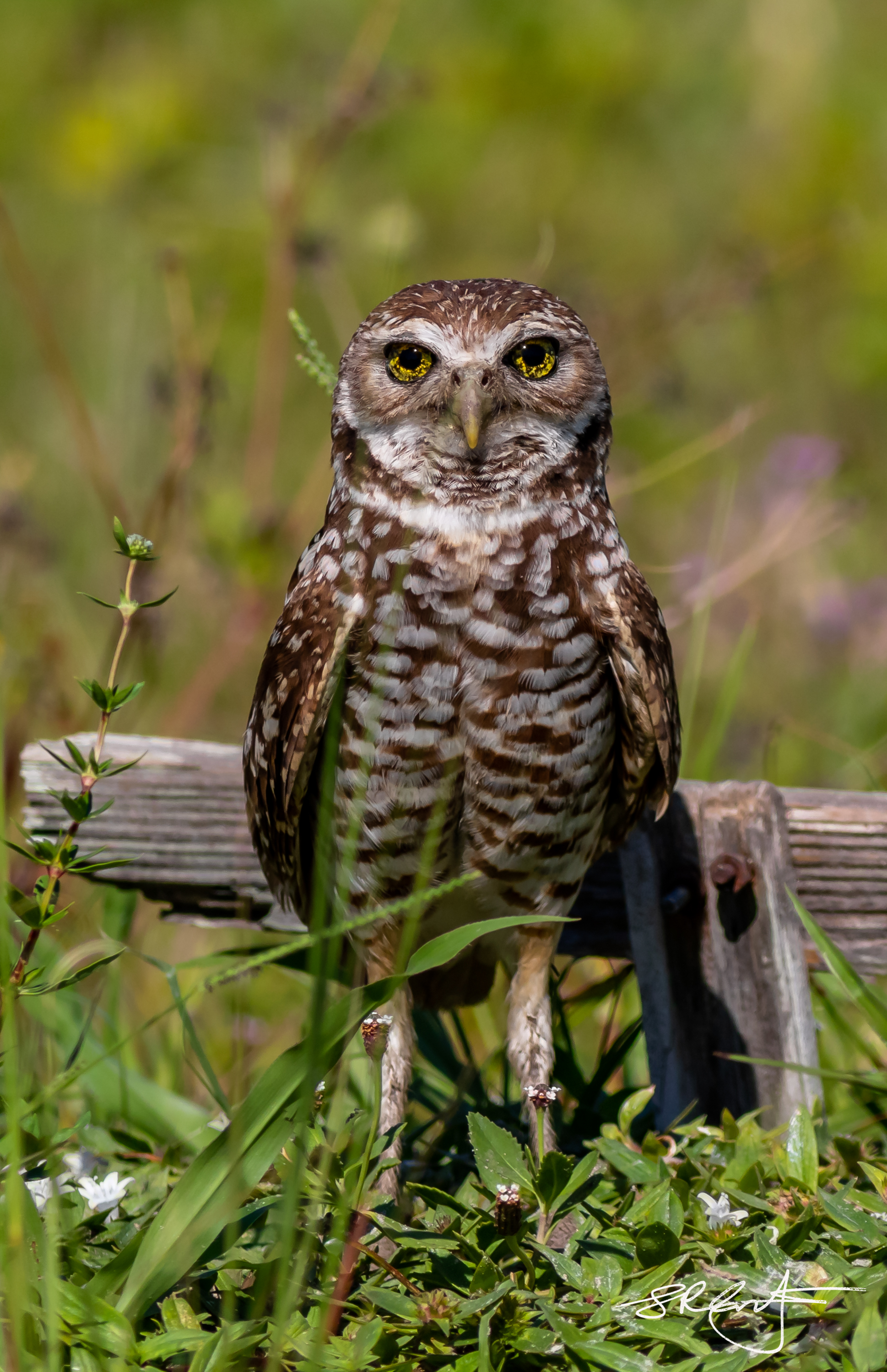 2019 05 18 Marco Burrowing Owls-15064.jpg