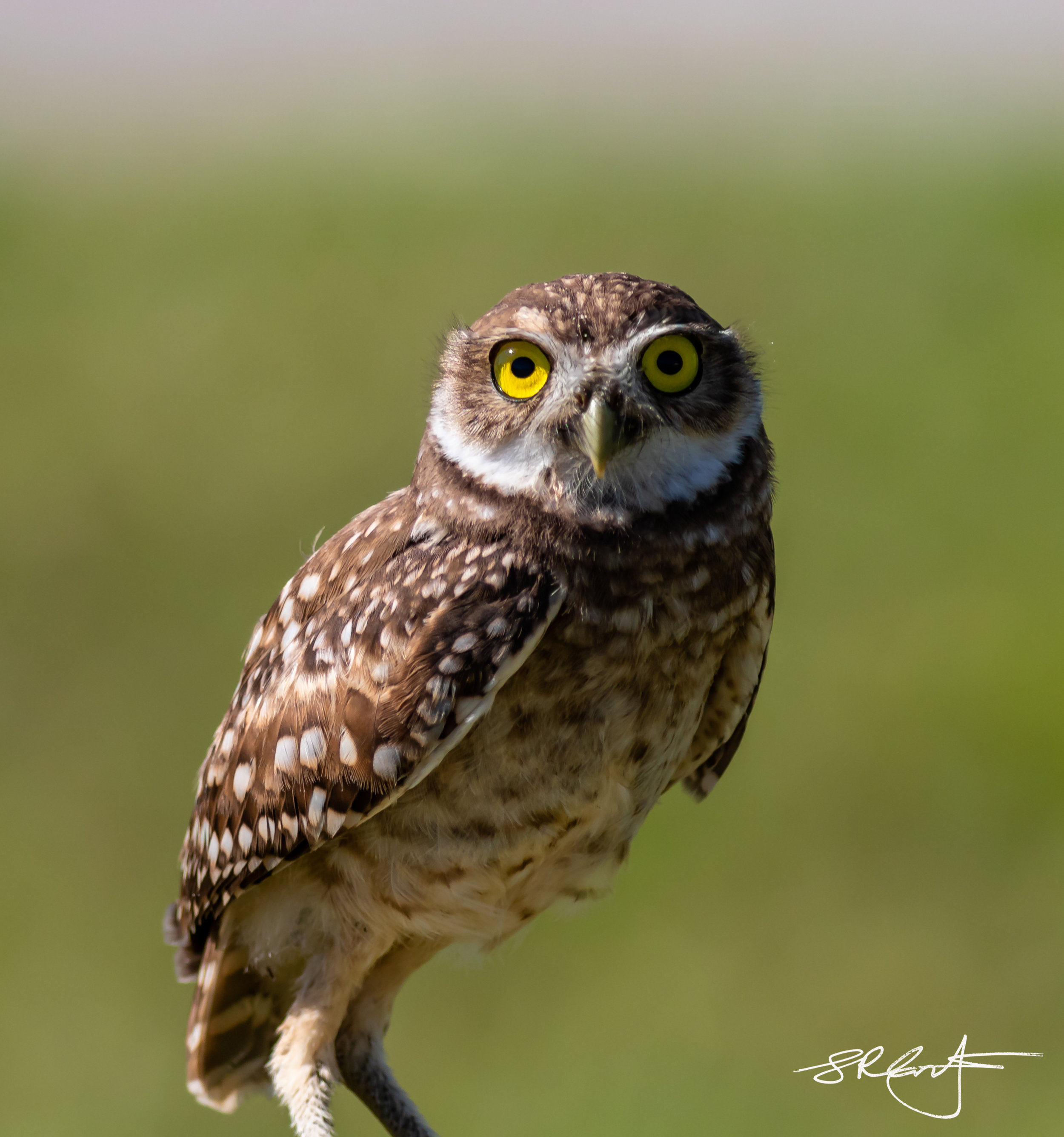 2019 05 18 Marco Burrowing Owls-15079.jpg