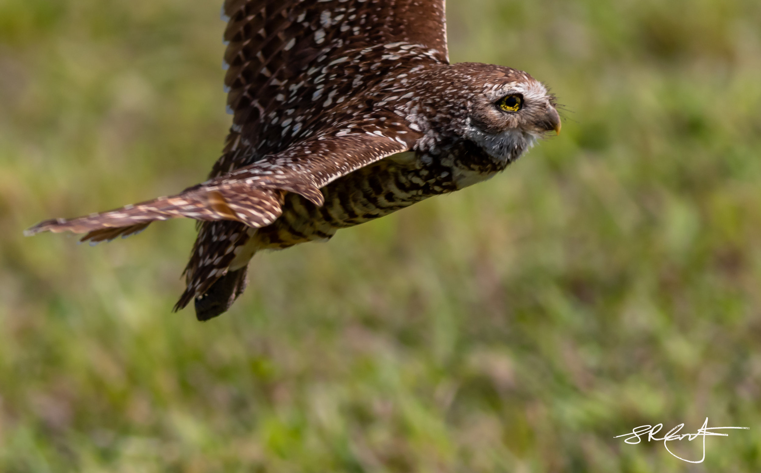 2019 05 18 Marco Burrowing Owls-15104.jpg