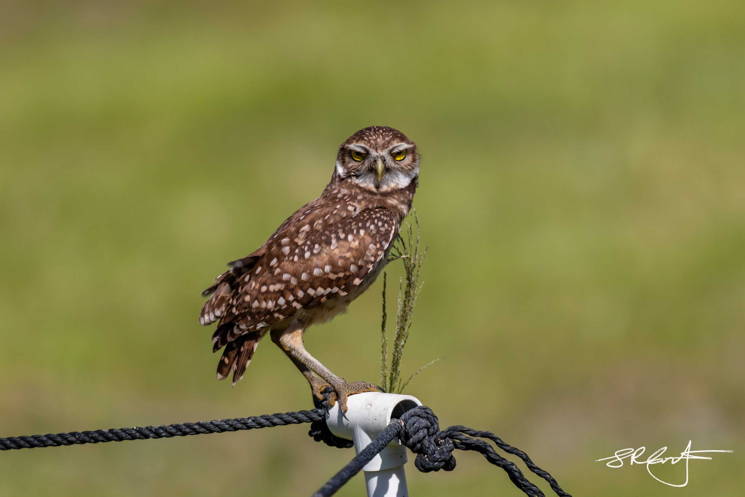 2019 05 18 Marco Burrowing Owls-15106.jpg
