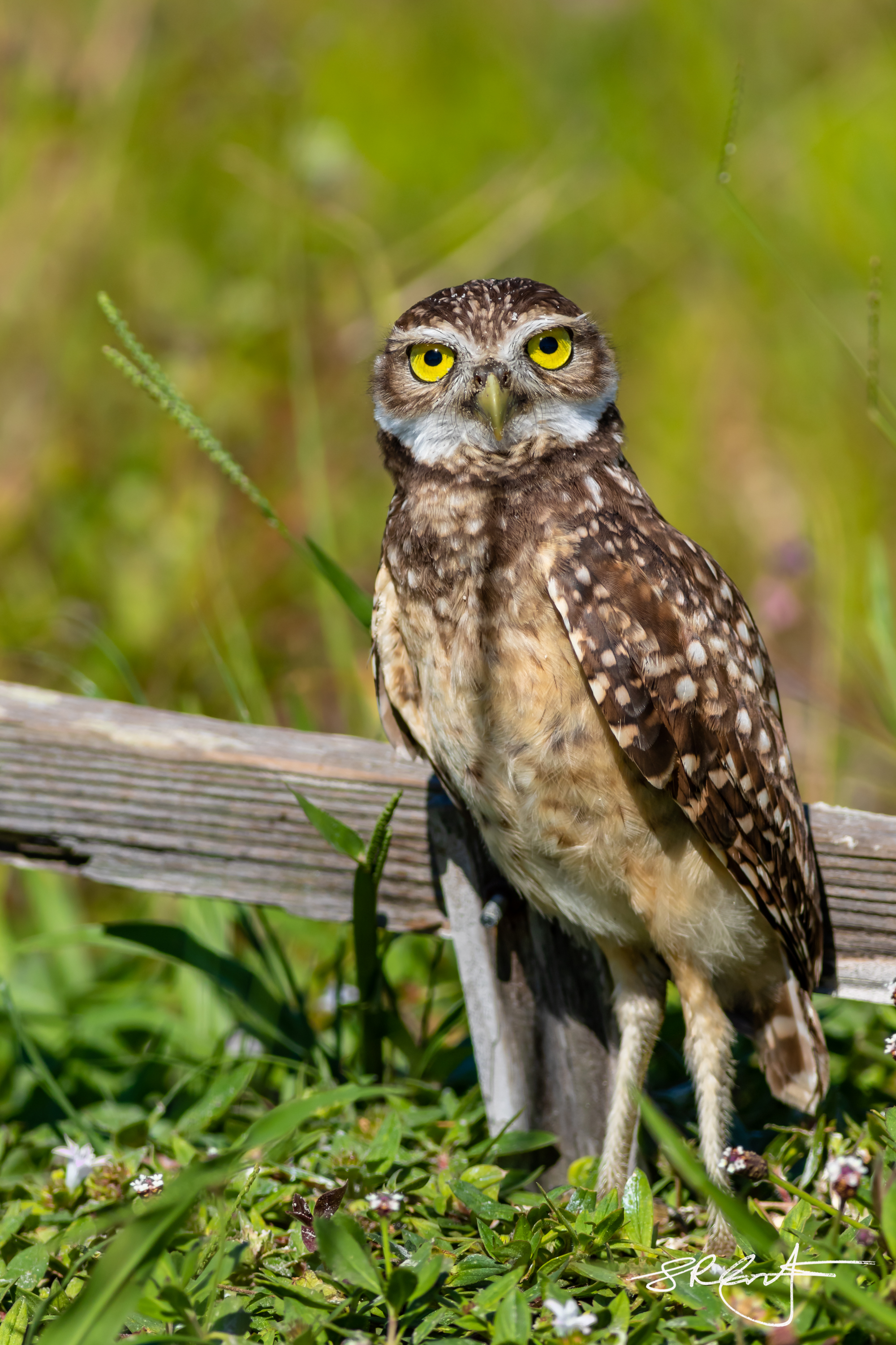 2019 05 18 Marco Burrowing Owls-15110.jpg