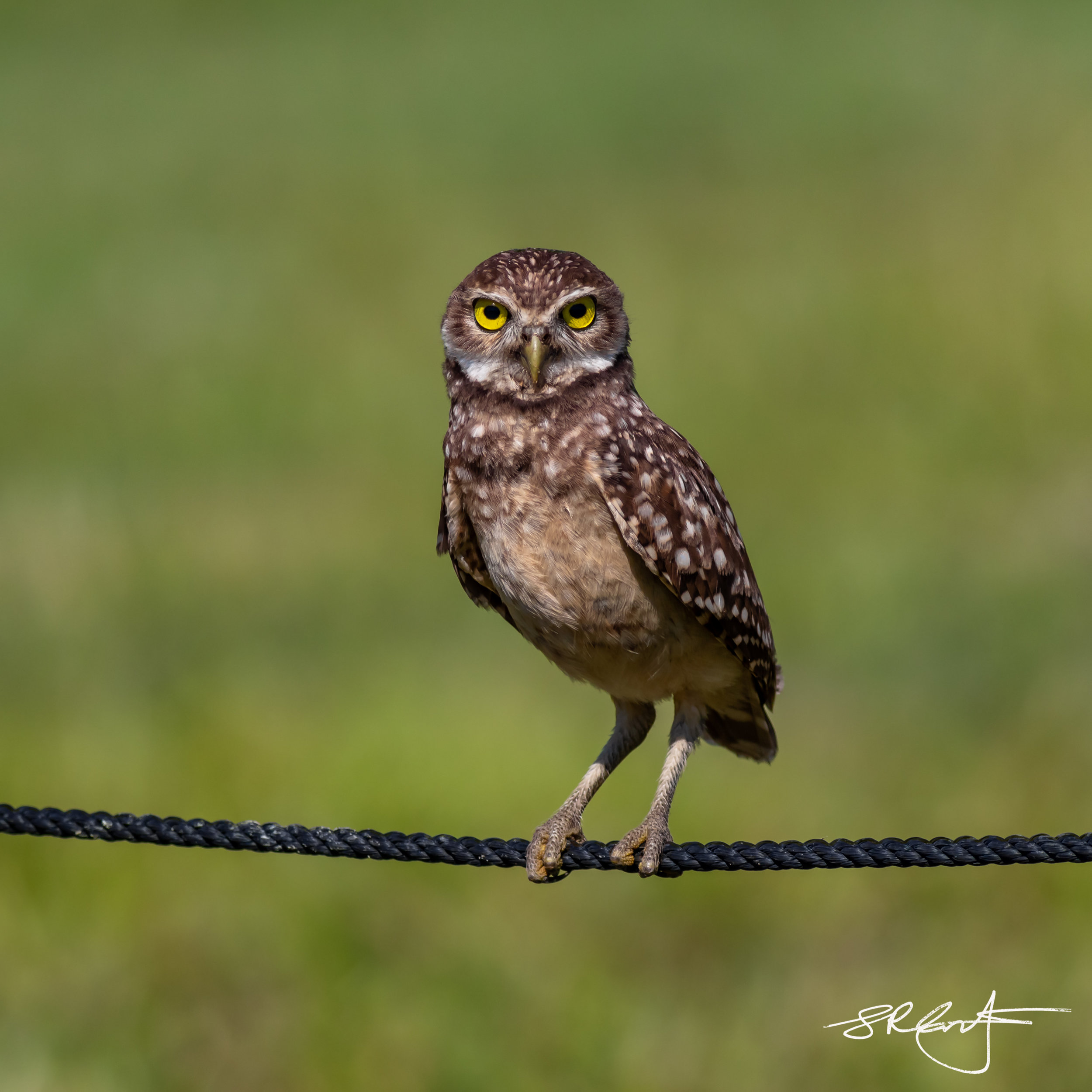 2019 05 18 Marco Burrowing Owls-15123.jpg