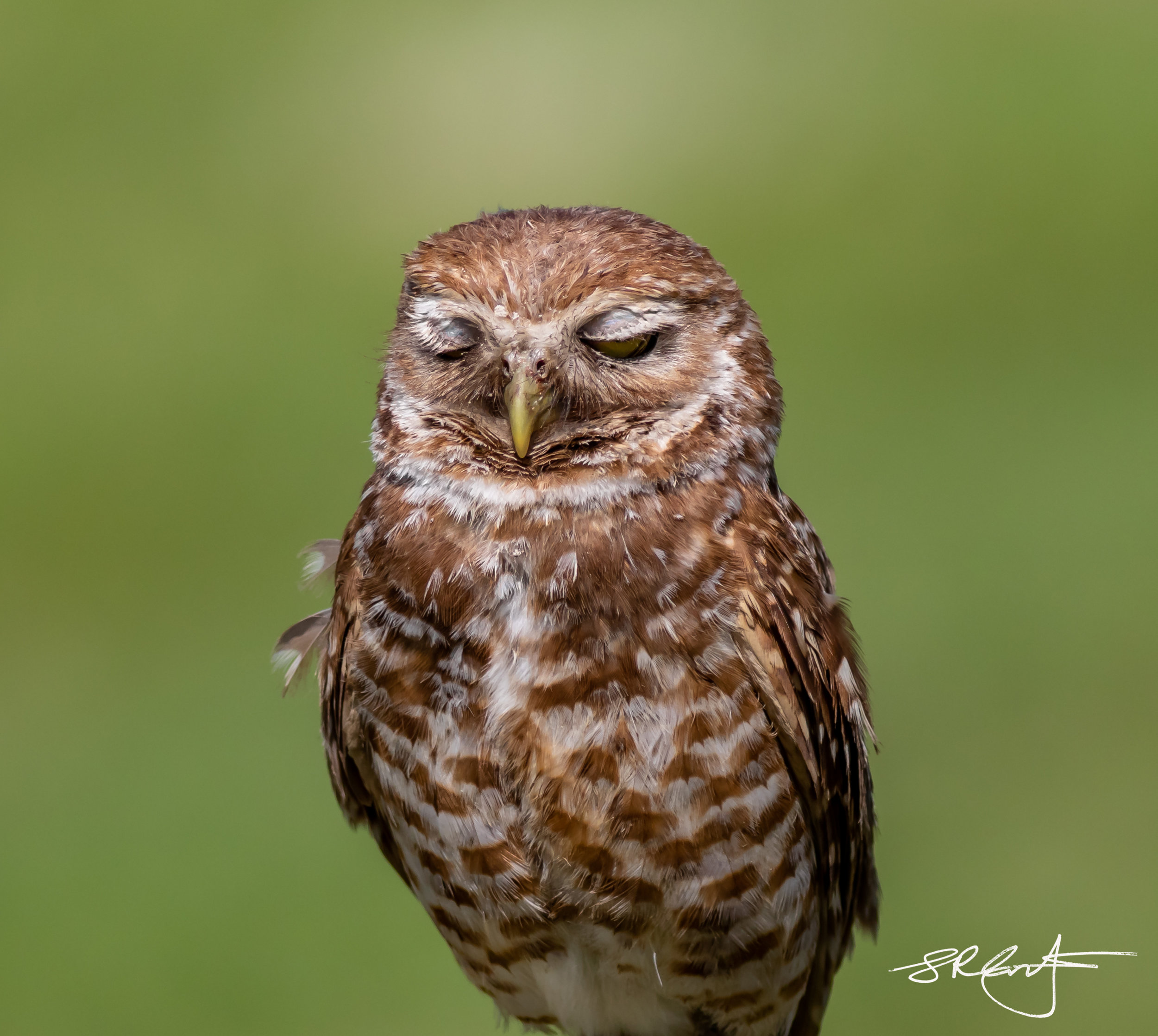 2019 05 18 Marco Burrowing Owls-15138.jpg