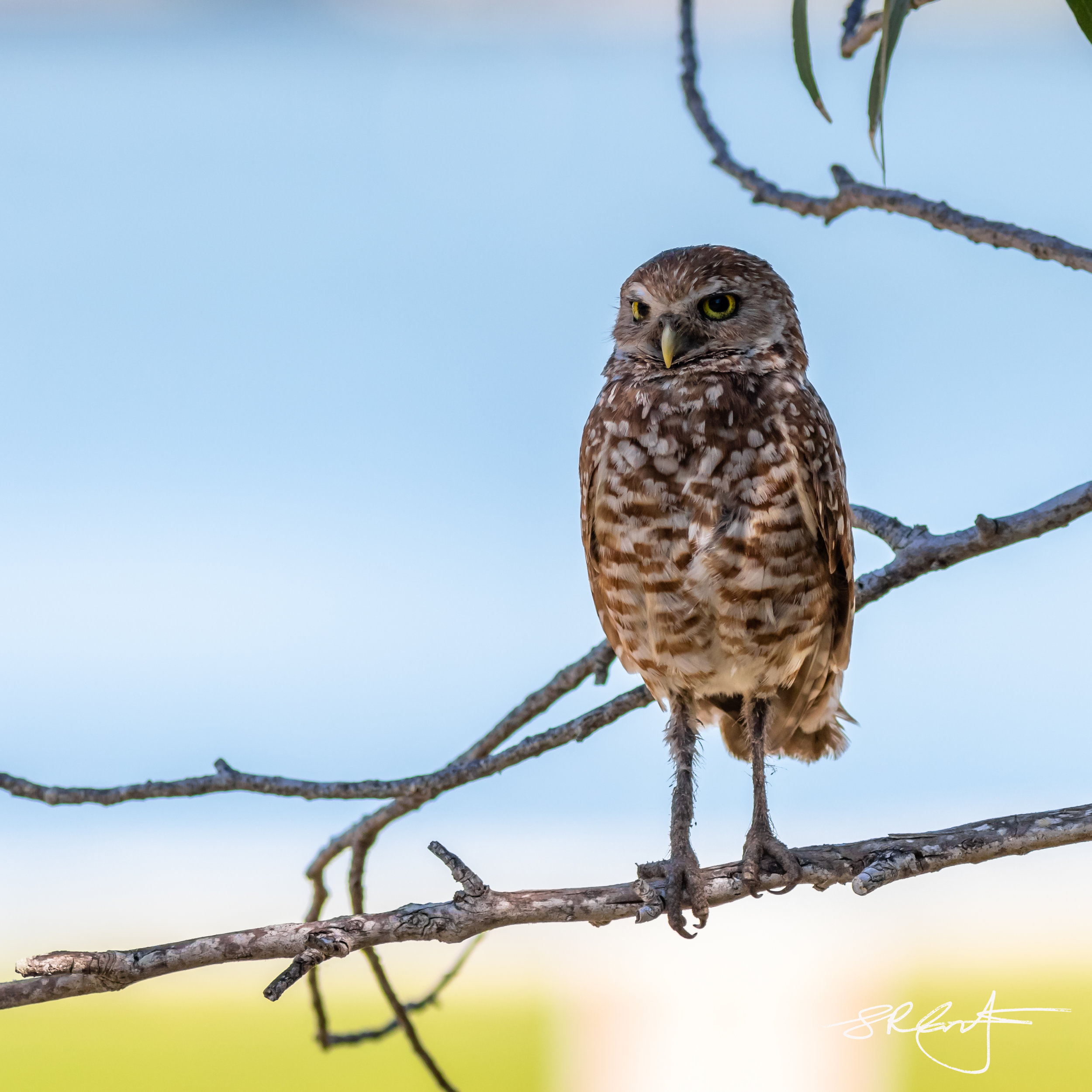 2019 05 18 Marco Burrowing Owls-15189.jpg