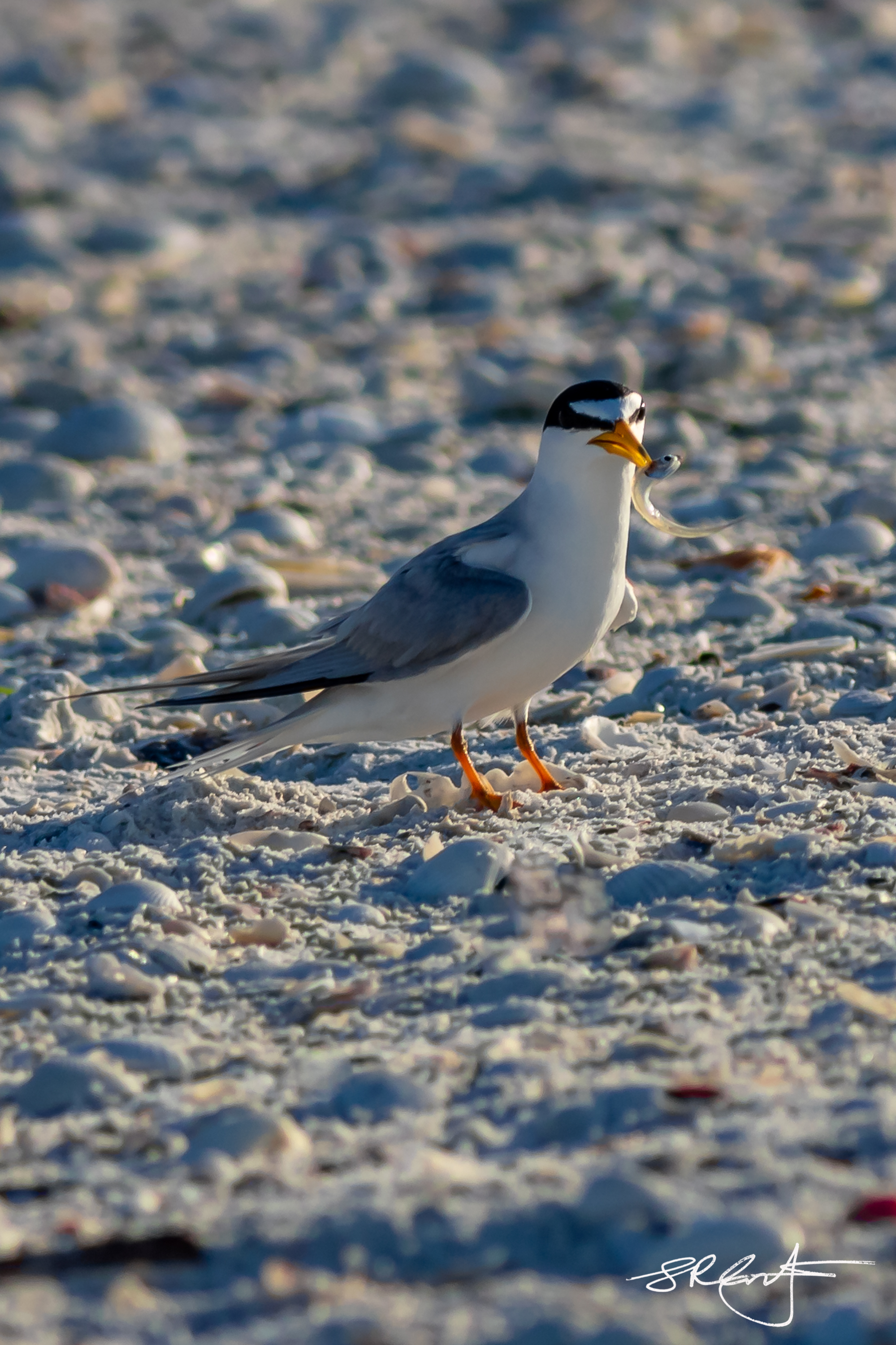 Least Tern with a little catch.