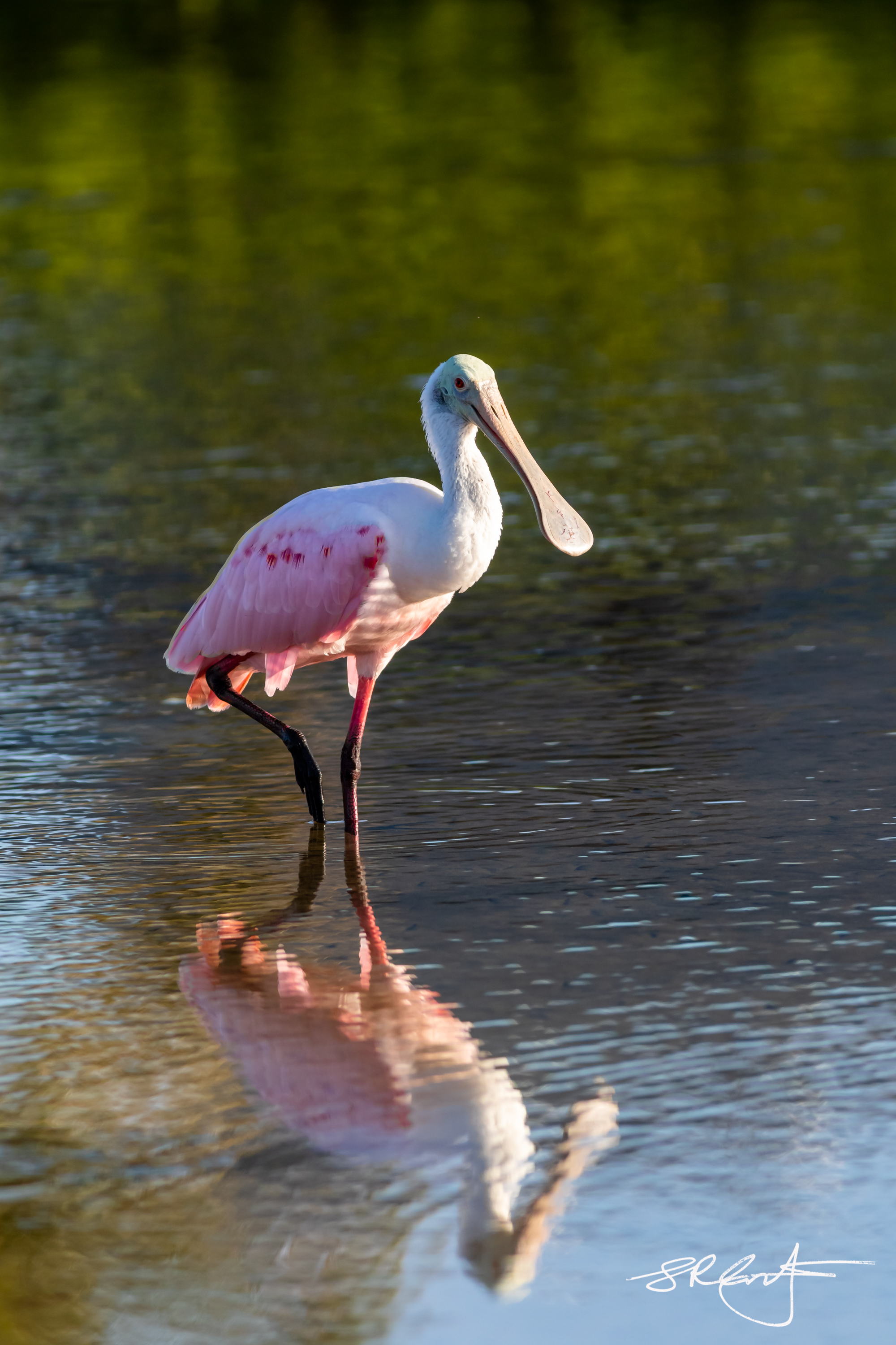 Roseate Spoonbill, Reflection