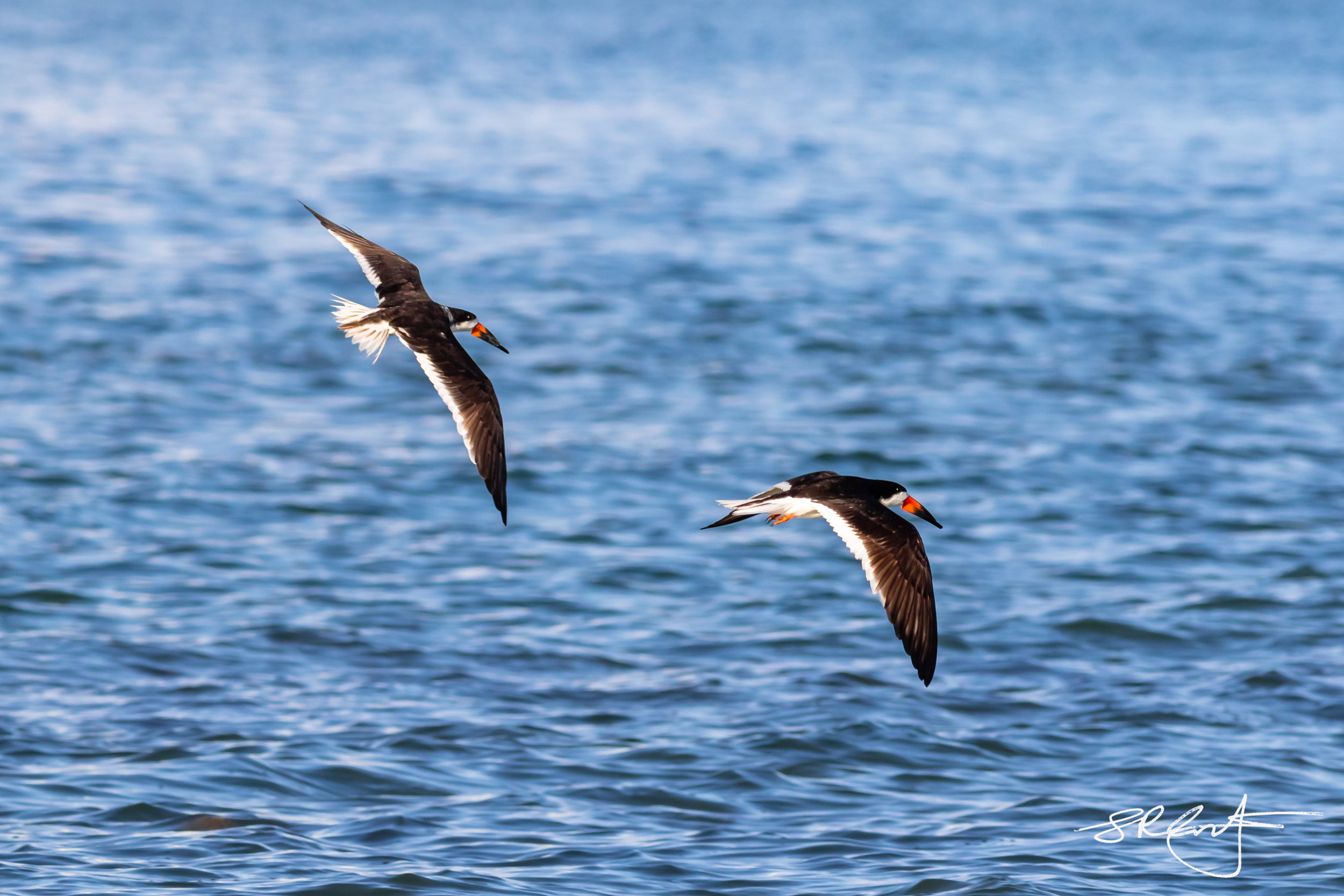 A pair of Skimmers