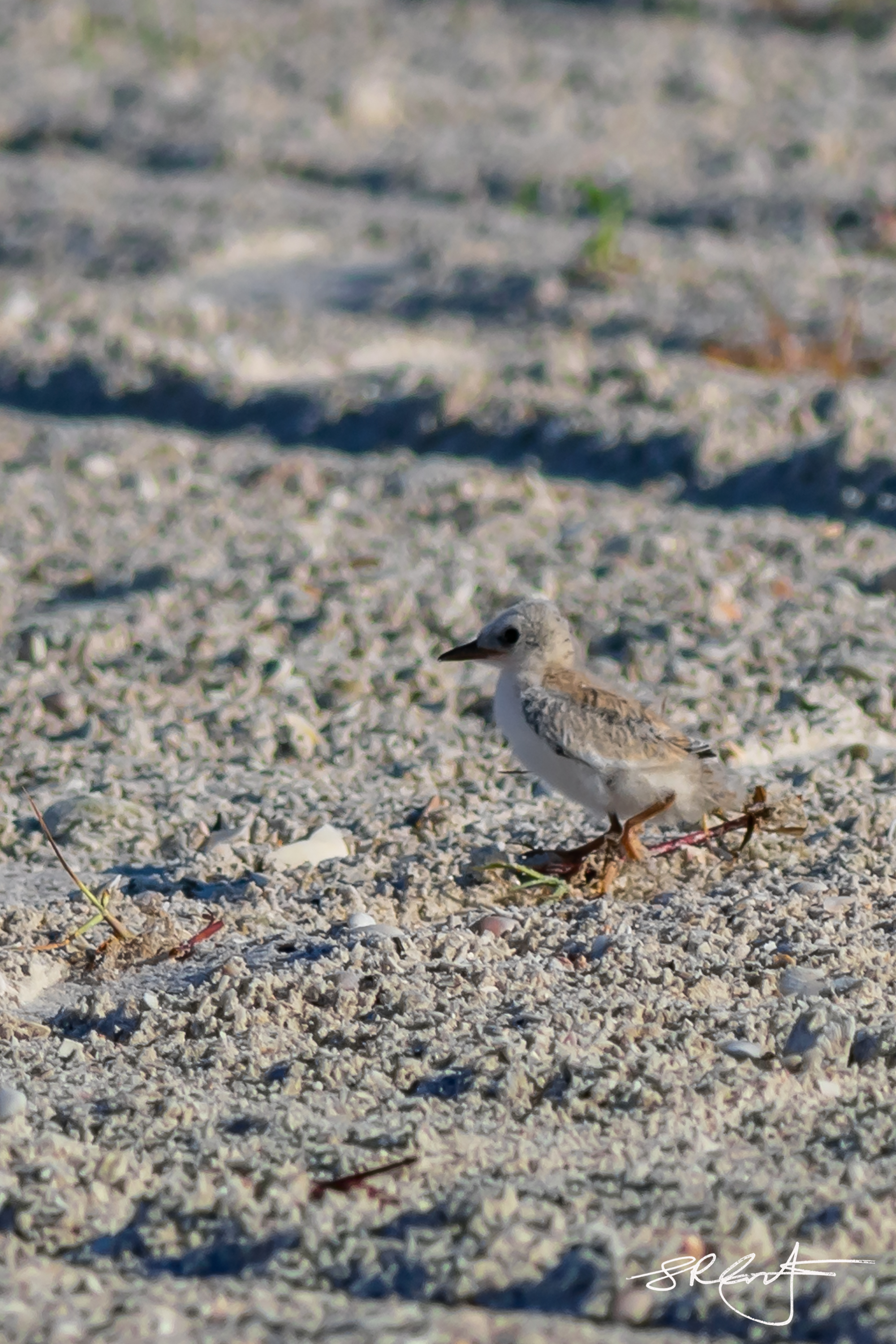 Tern chick takes a little walk.