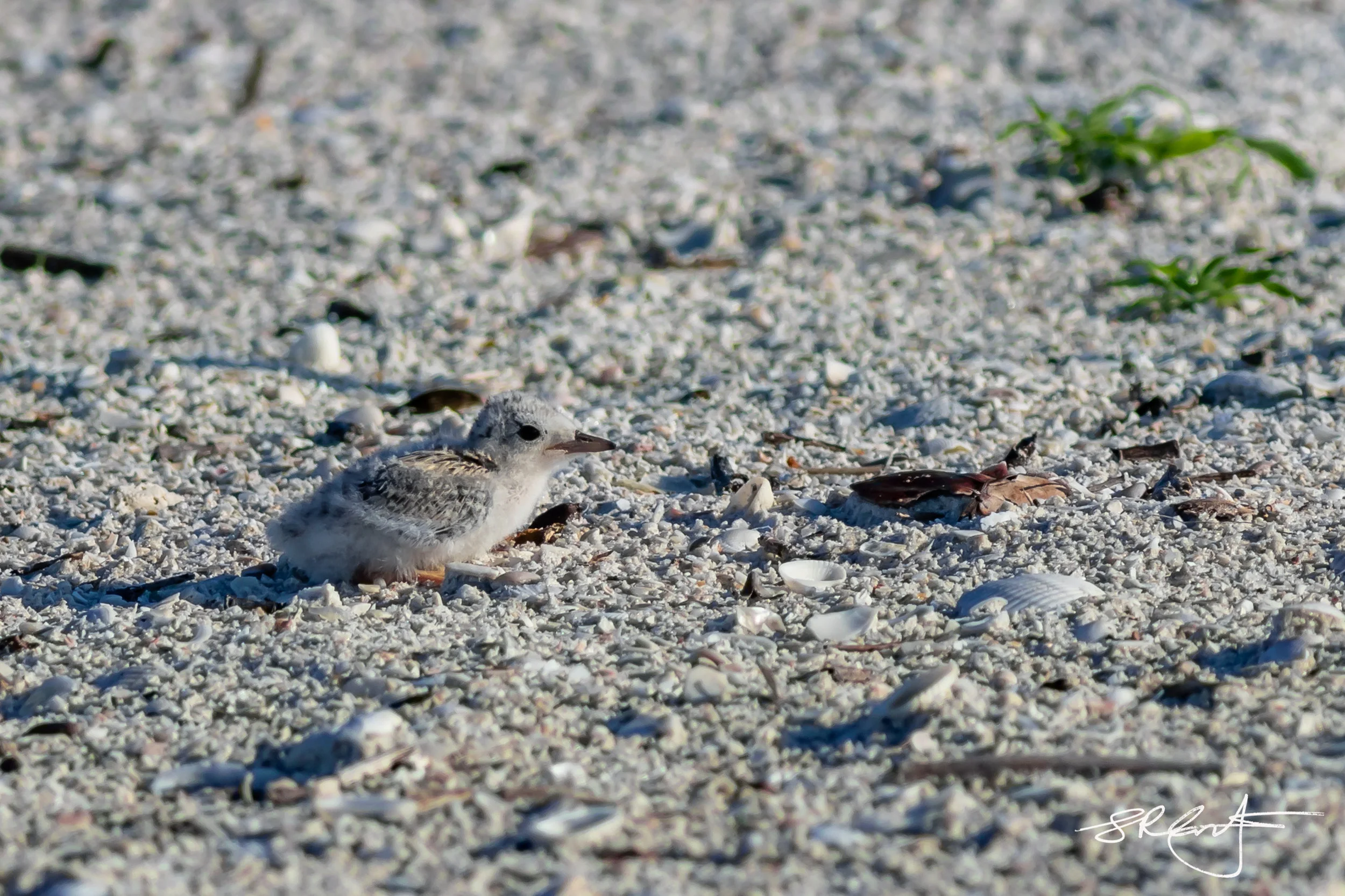 Least Tern chick.