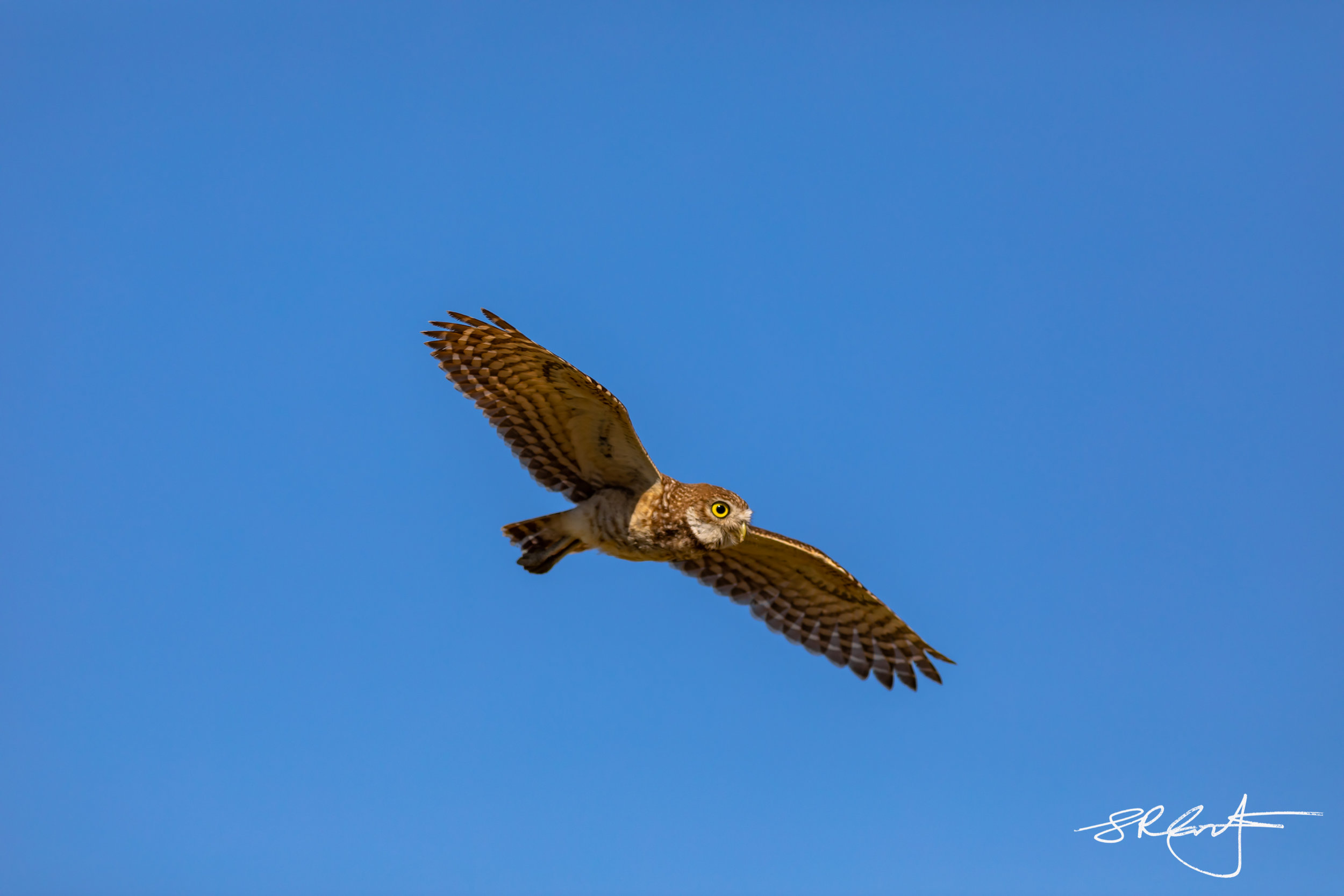 Burrowing Owl flying overhead. 