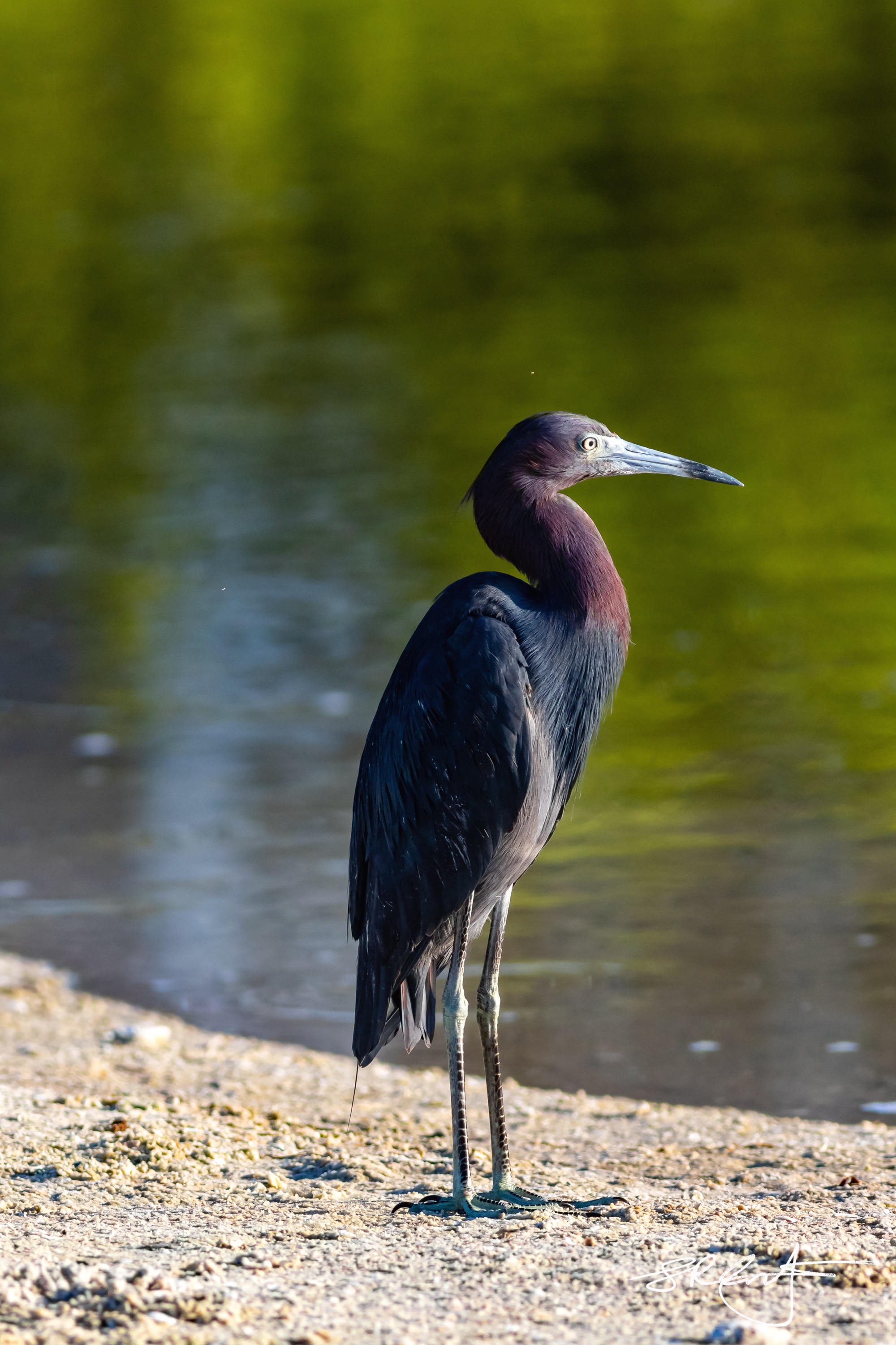 Little Blue Heron