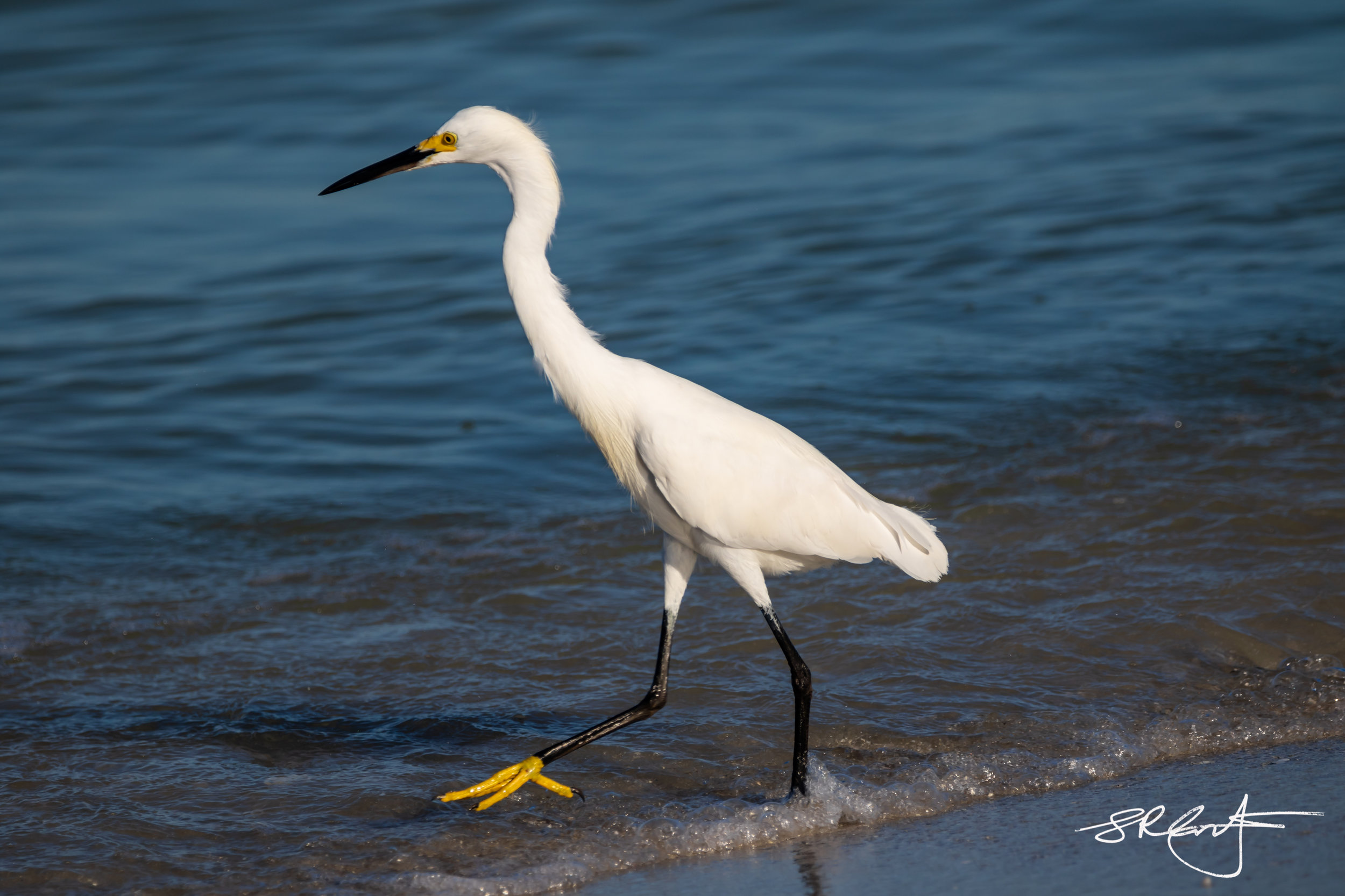 Snowy Egret.   Golden Slippers.