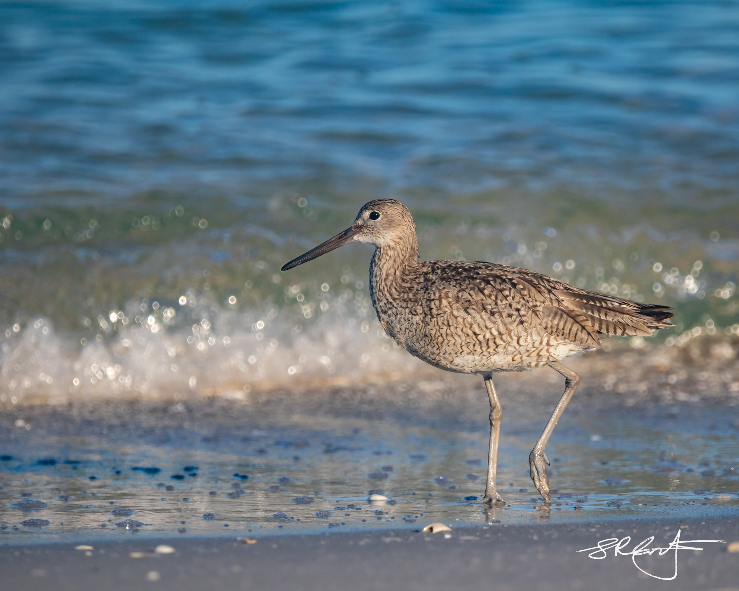 Willet on the shore