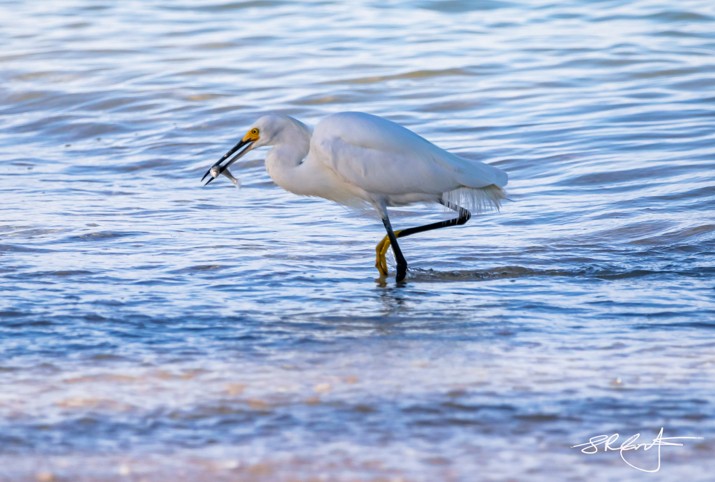 Snowy Egret catches his breakfast.
