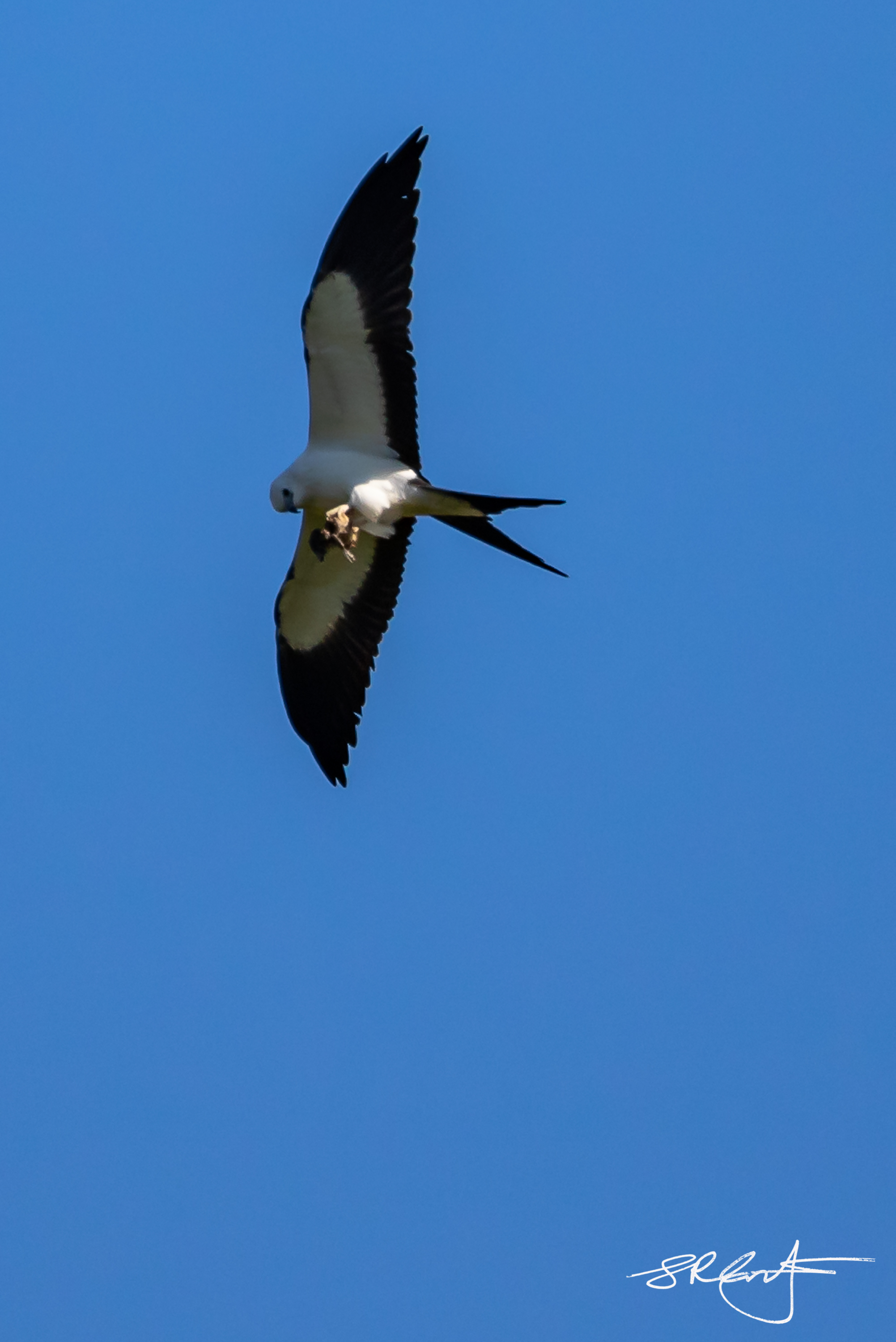 Swallow Tail Kite, with small bird.  It's a cruel world out there.