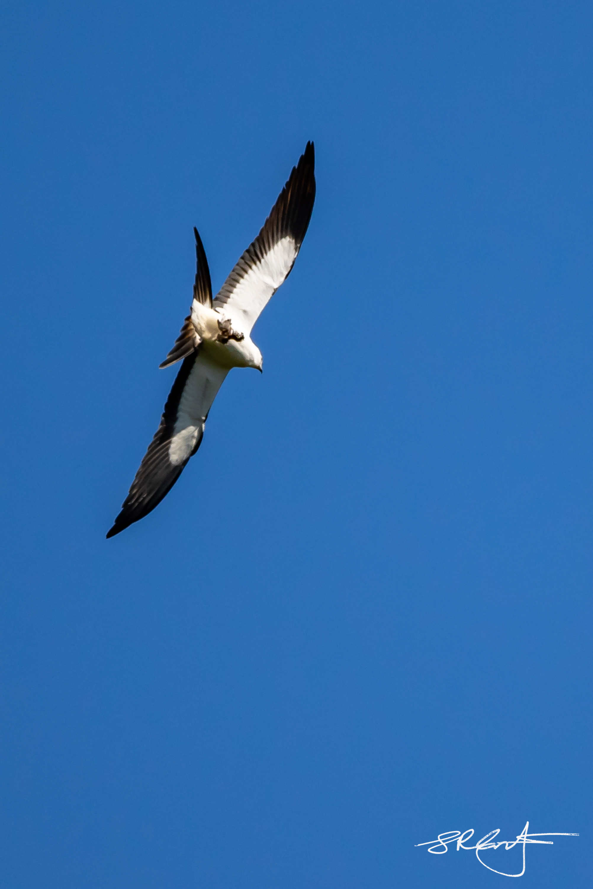 Swallow tail Kite.