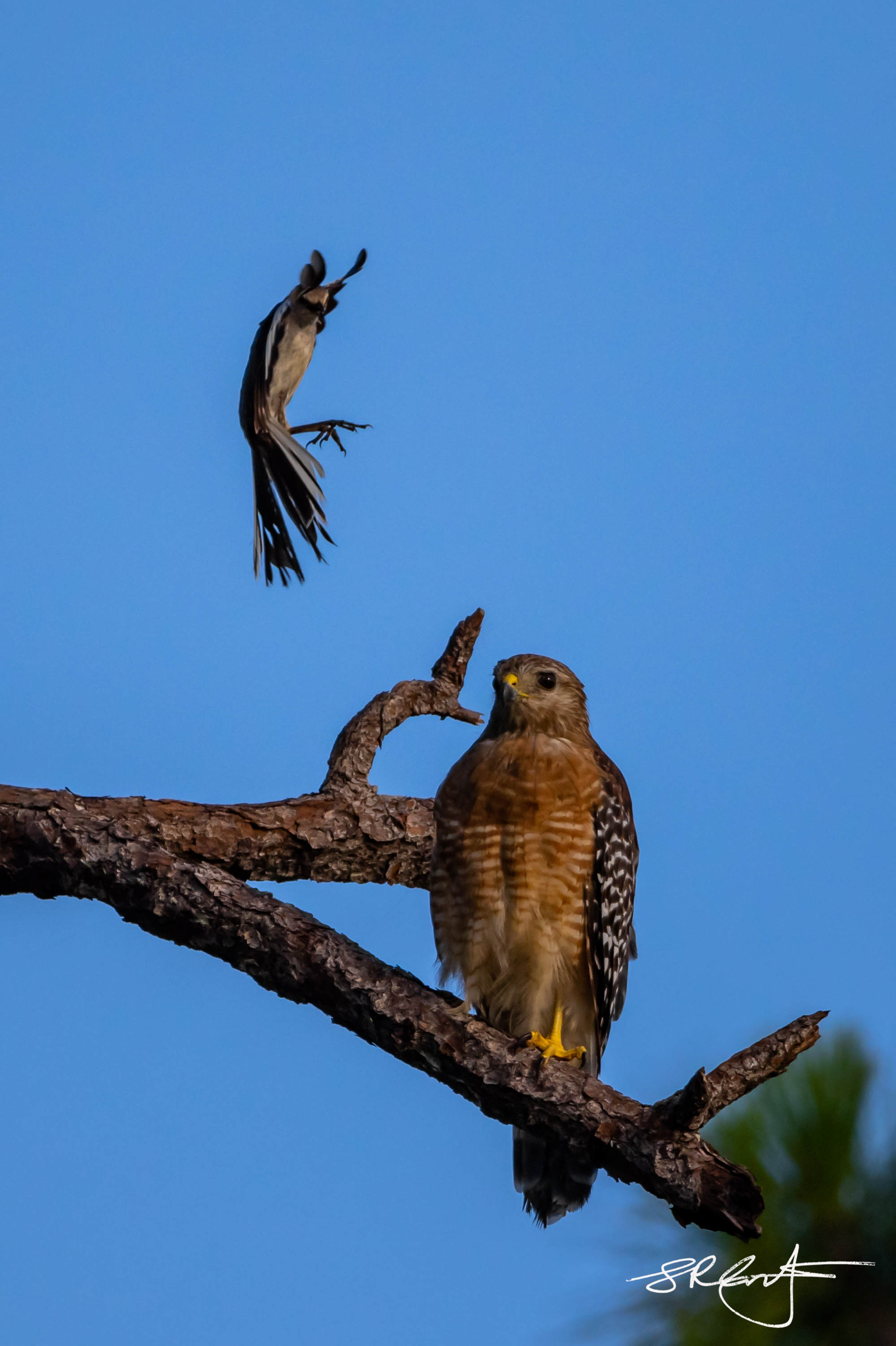 Mockingbird mobbing a Red Shouldered Hawk.