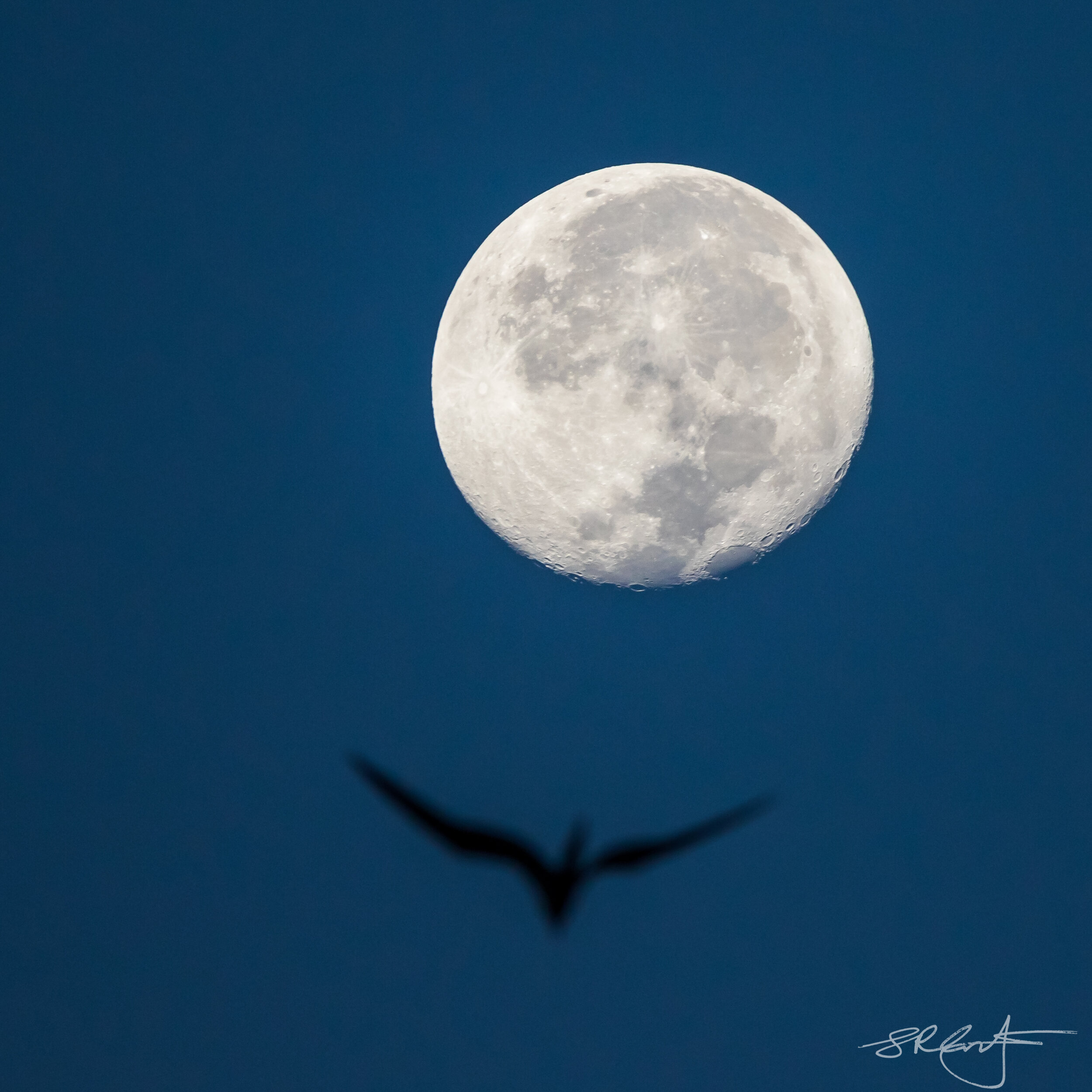 A Magnificent Frigatebird tries to Fly to the Moon