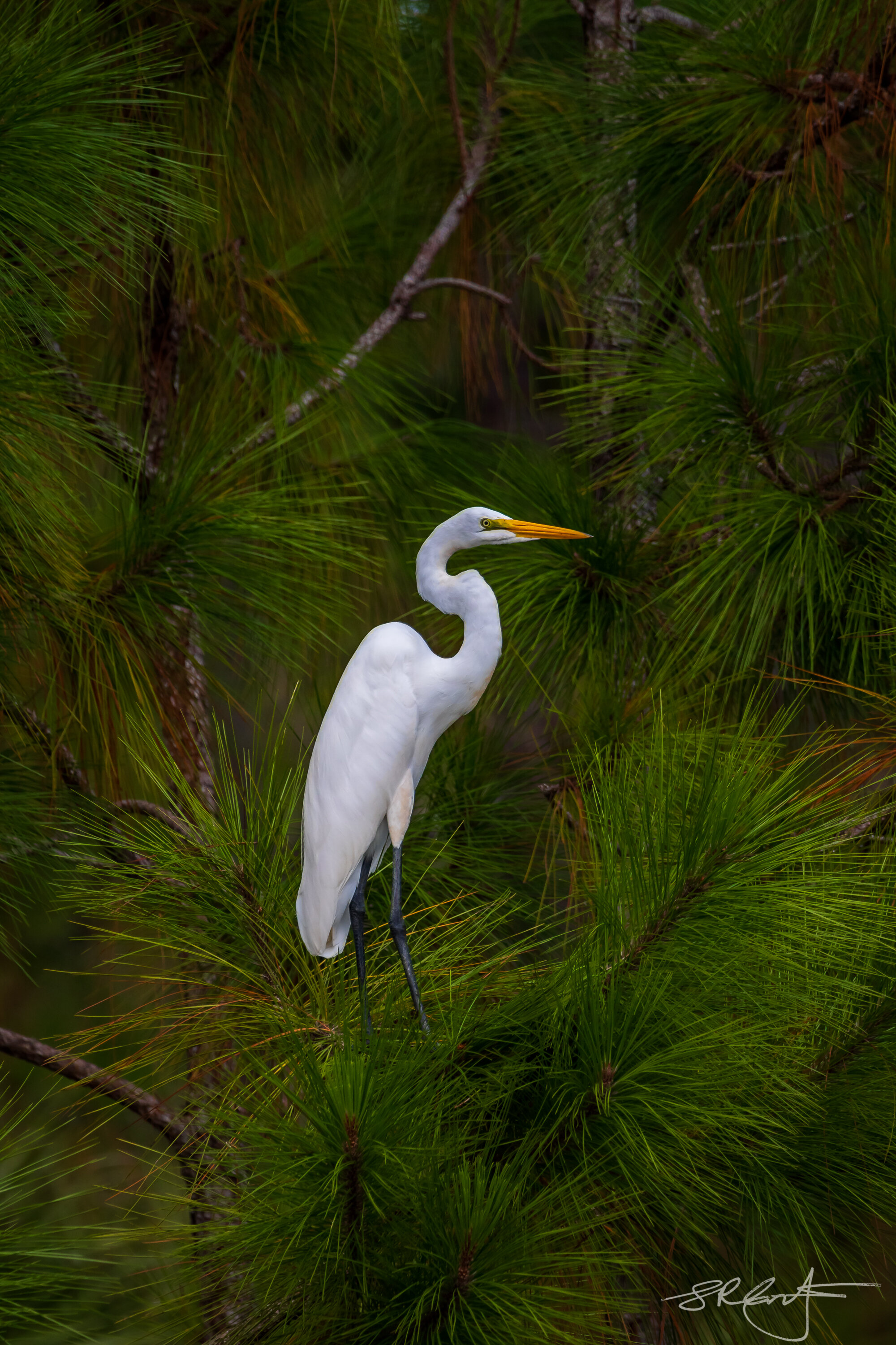 Great Egret in a Pine Tree.