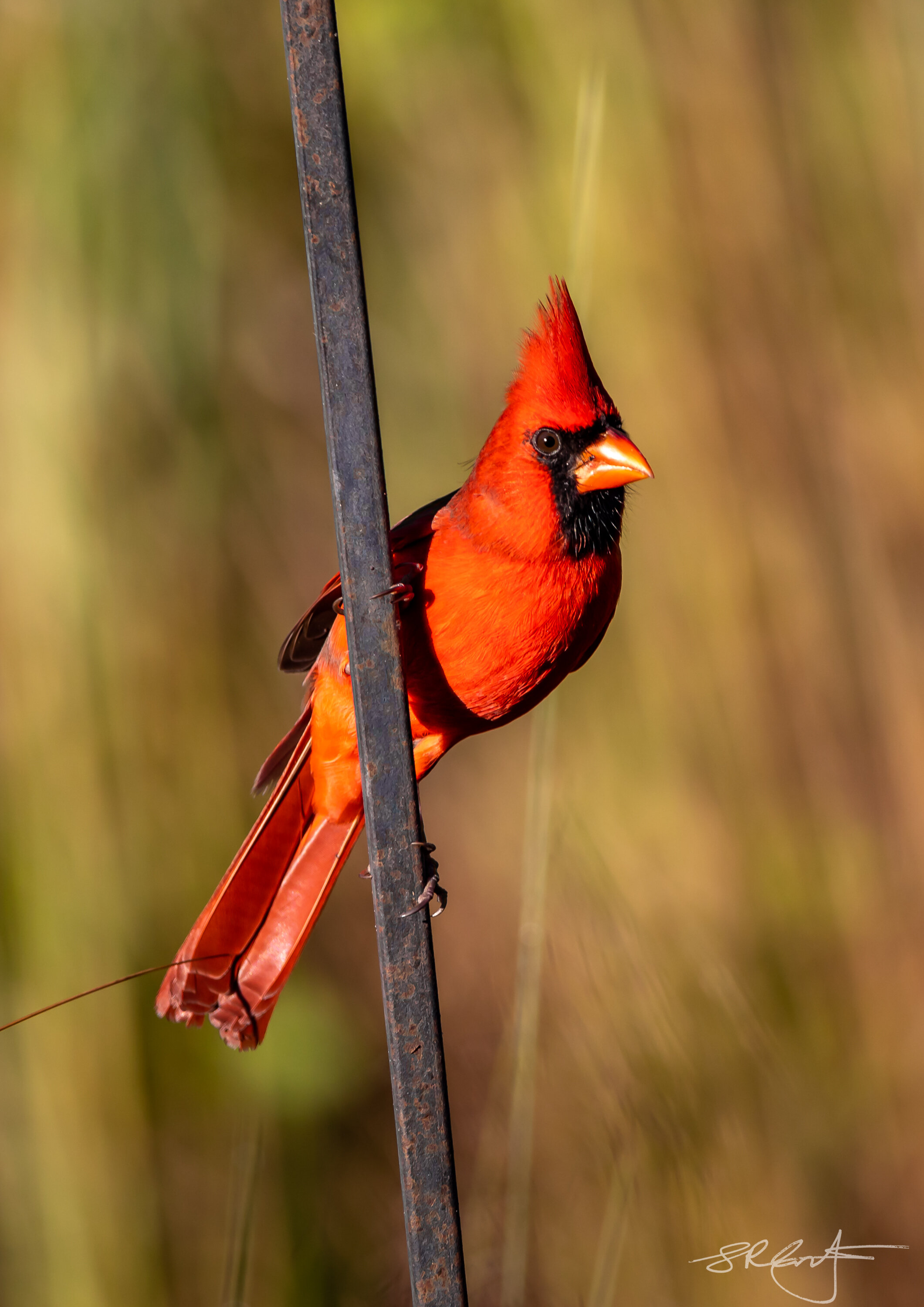 Male Cardinal wants to know, "What time is Breakfast ?"