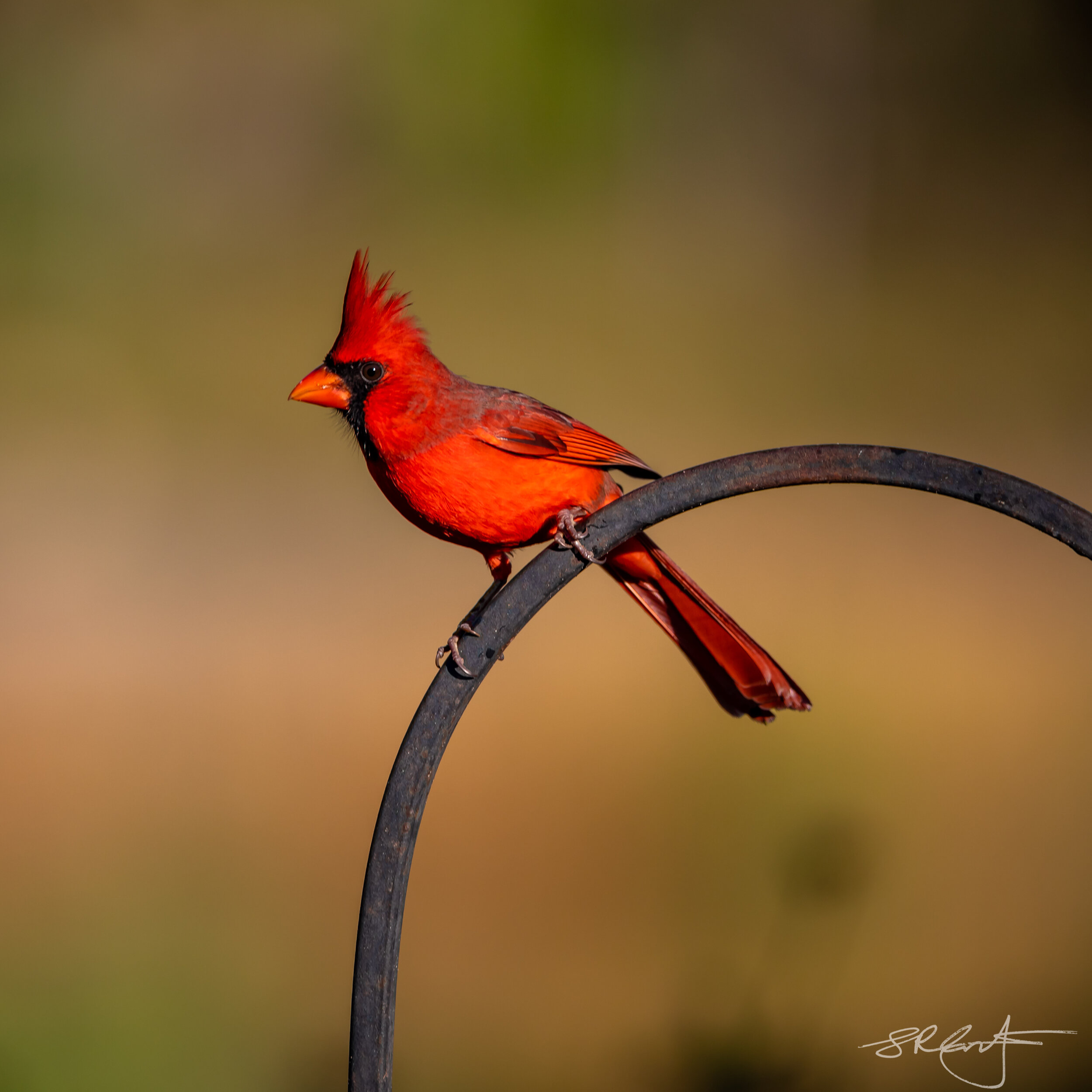 Male Cardinal.  The state bird of Illinois, Indiana, Kentucky, NC, Ohio, Virginia, West Virginia.