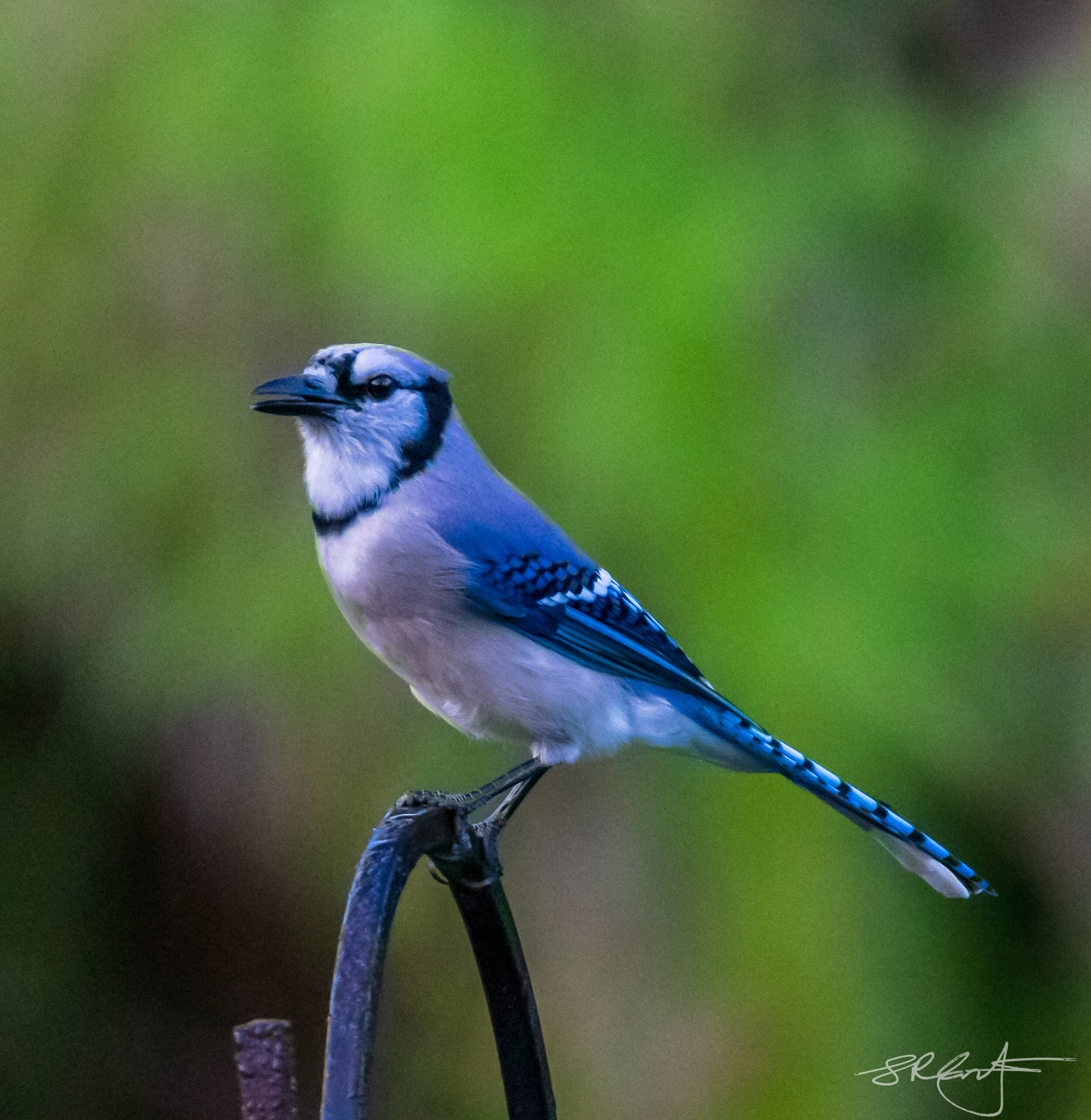 Blue Jay.  State Bird of exactly no states.  It doesn't get any love at all !