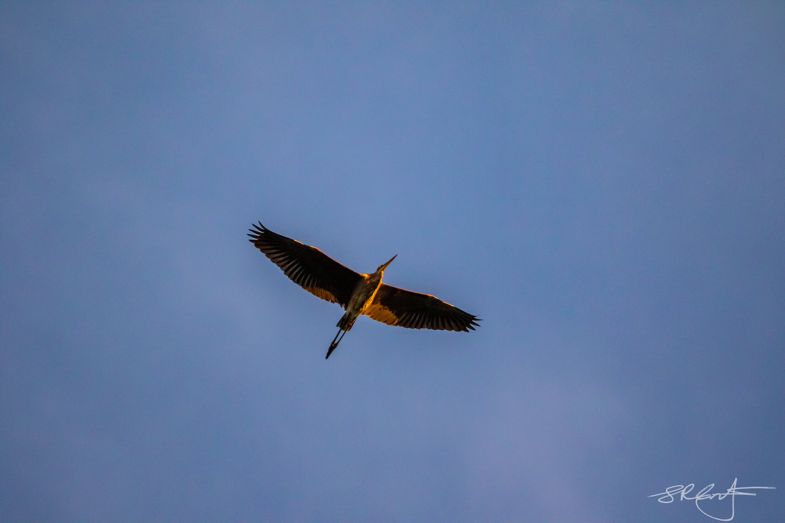 GB Heron at Sunrise.