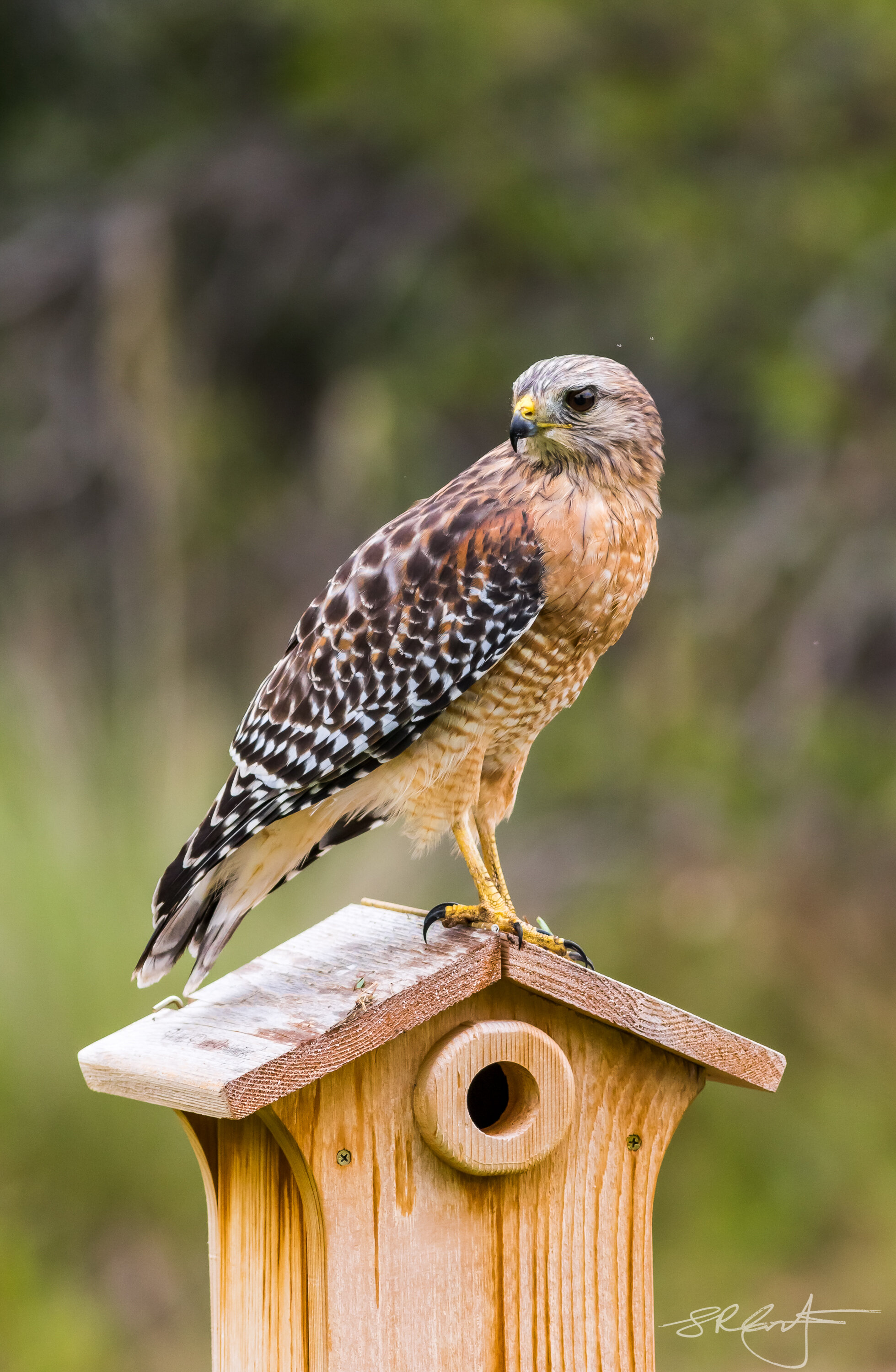 Red Shouldered Hawk on a Blue Bird Box.