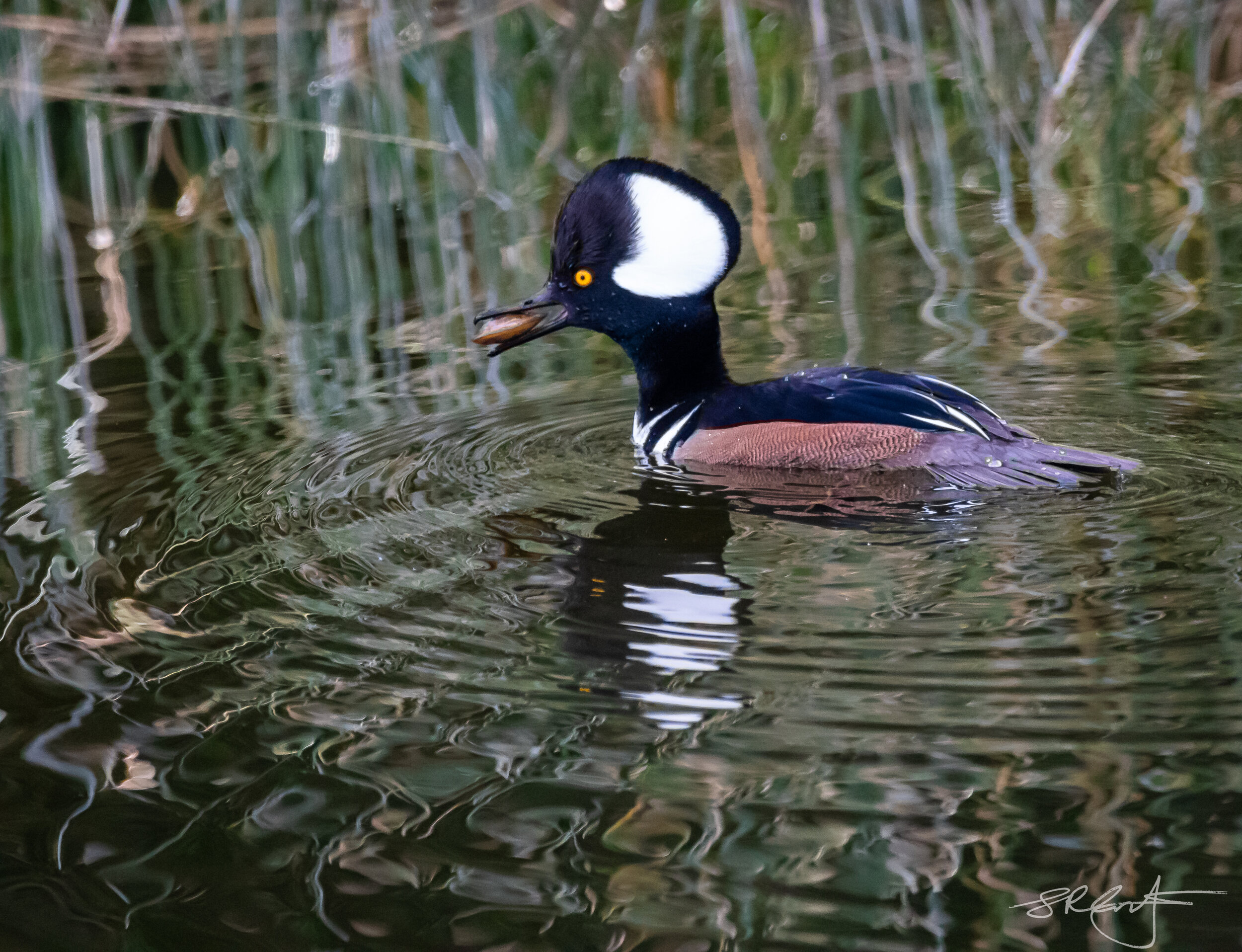 Hooded Merganser with a clam.