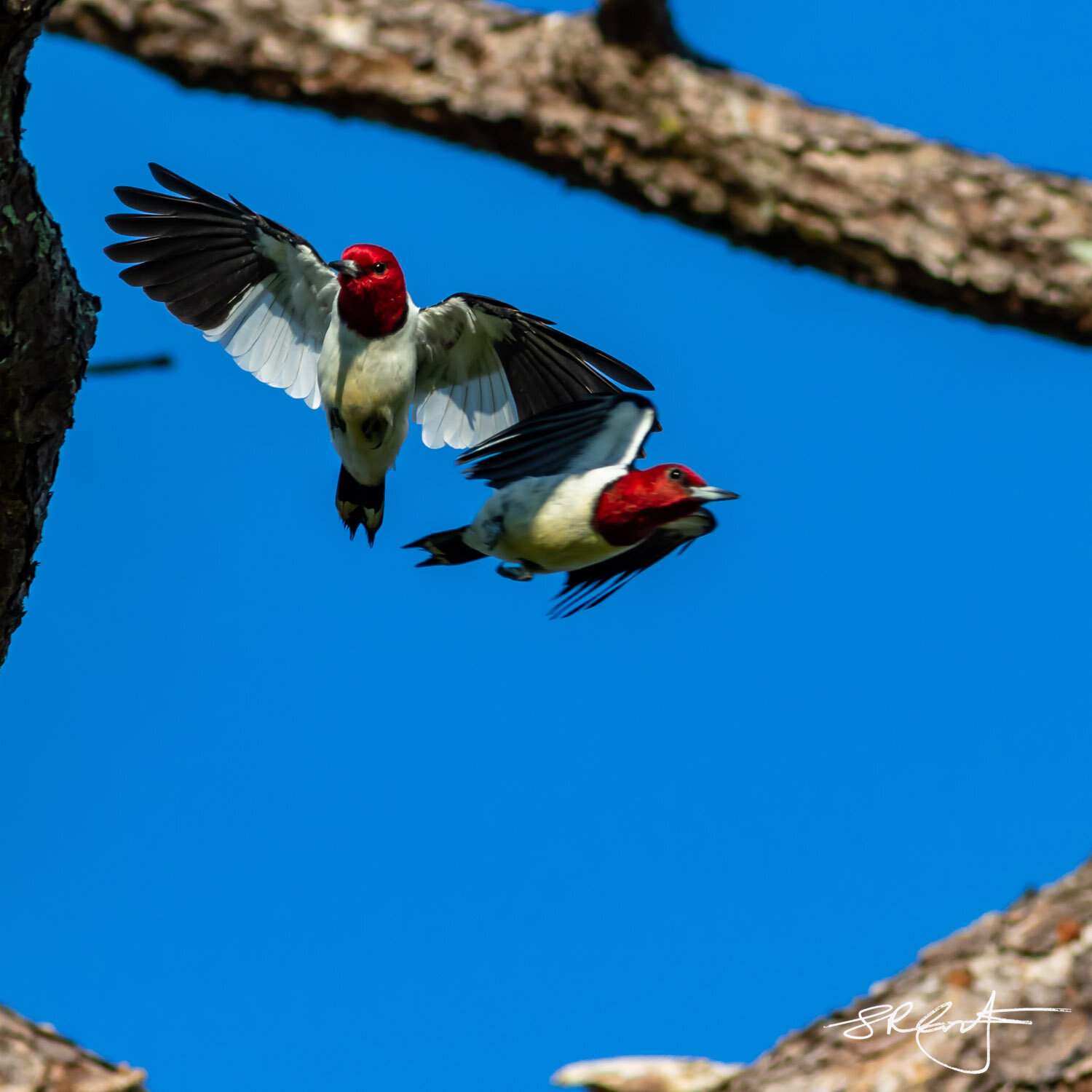Two Red Heads in flight