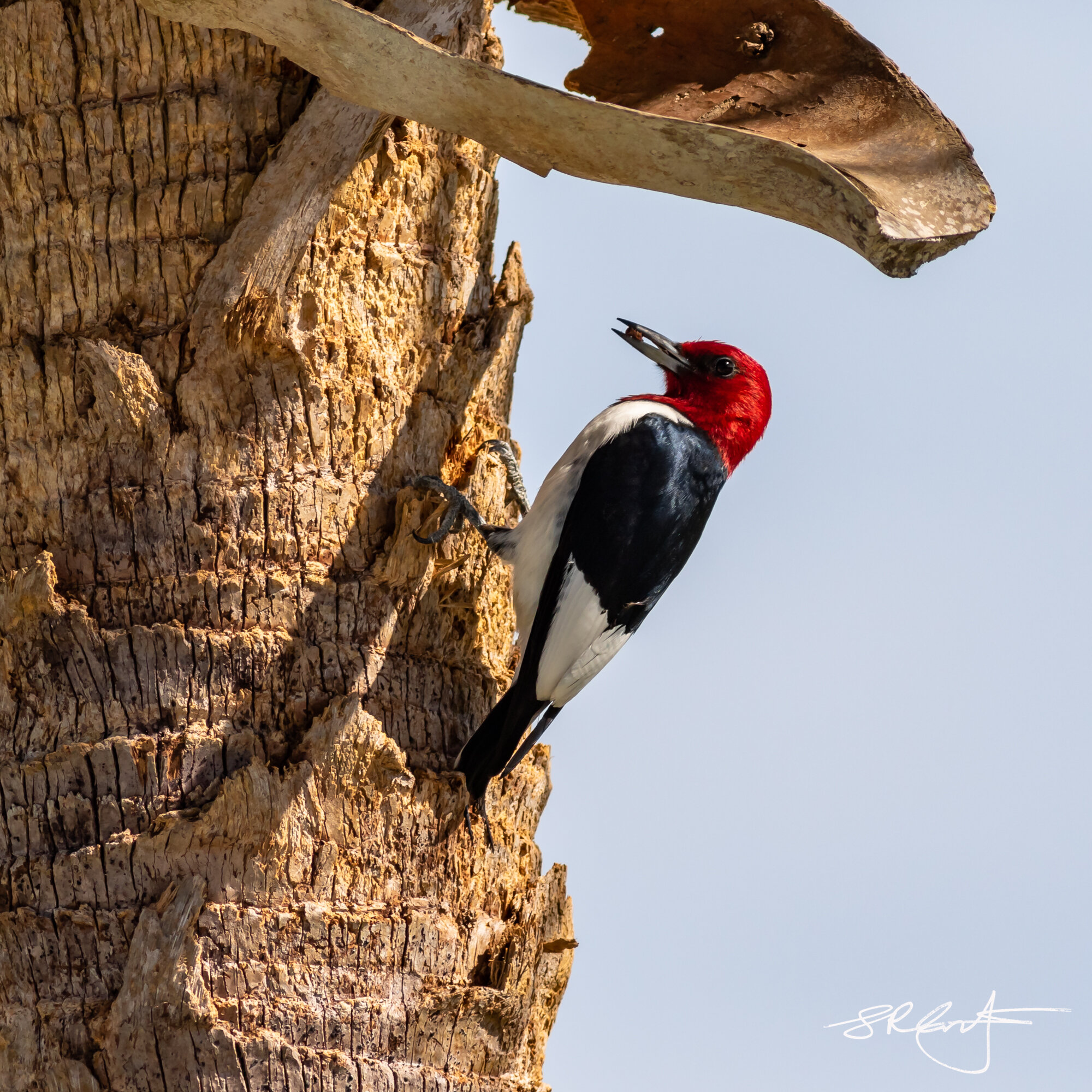 Red Headed Woodpecker with seed