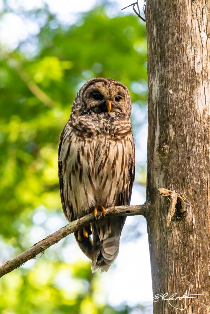 Barred Owl, Corkscrew Swamp