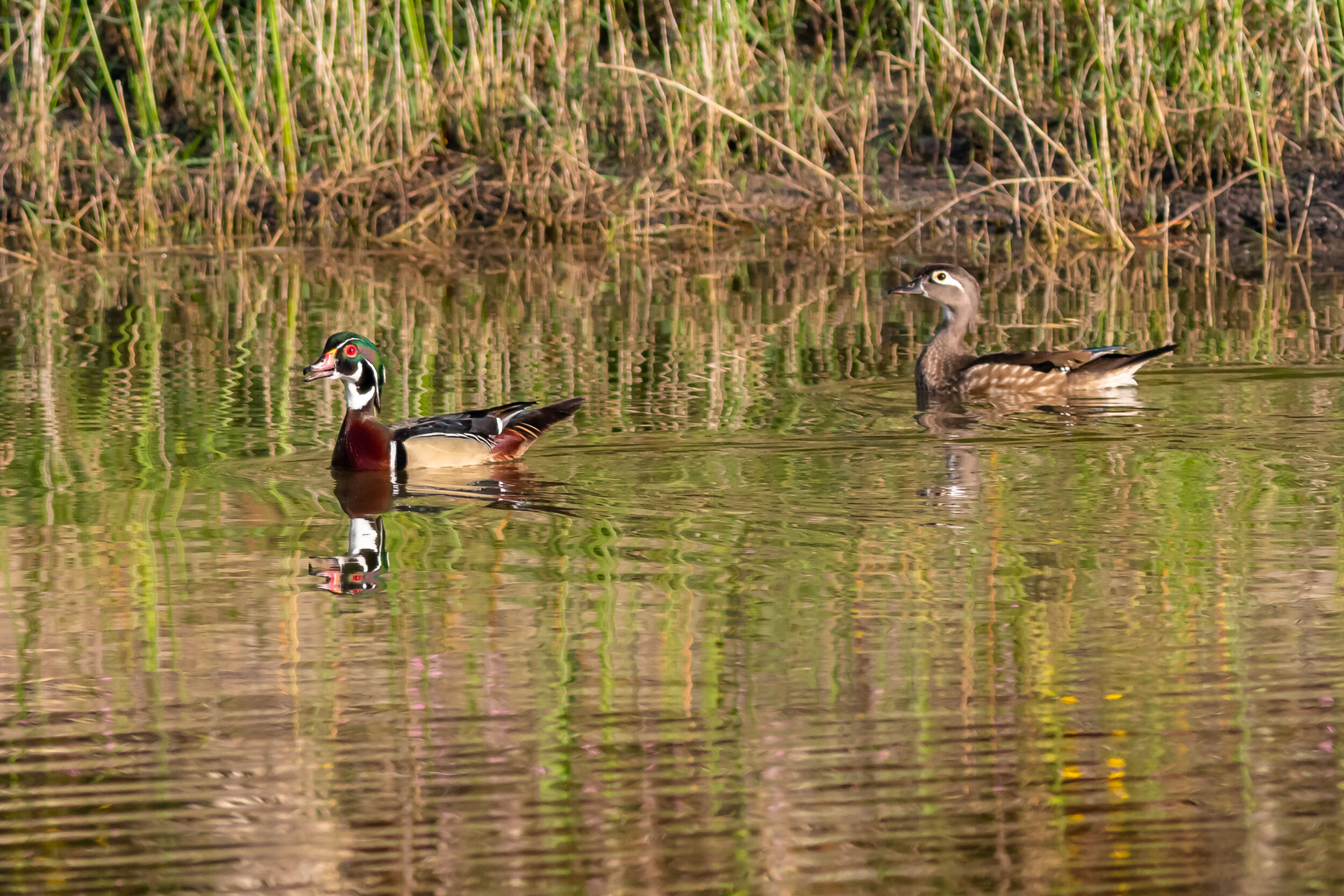 Wood Duck mating pair