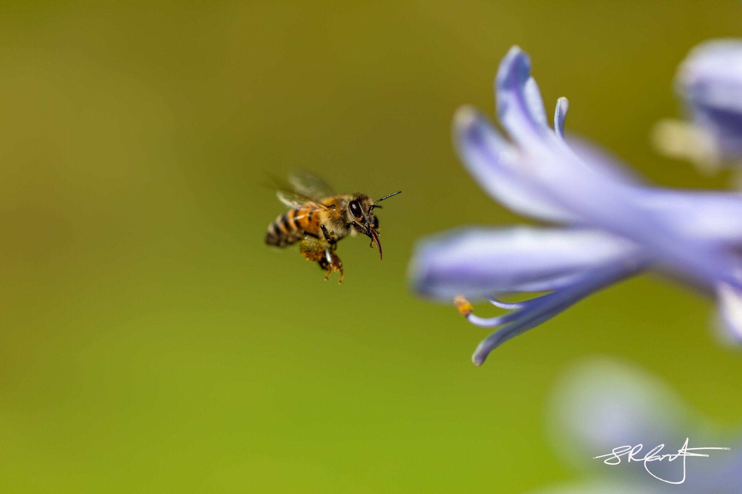 Bee hovering around a Agapantha