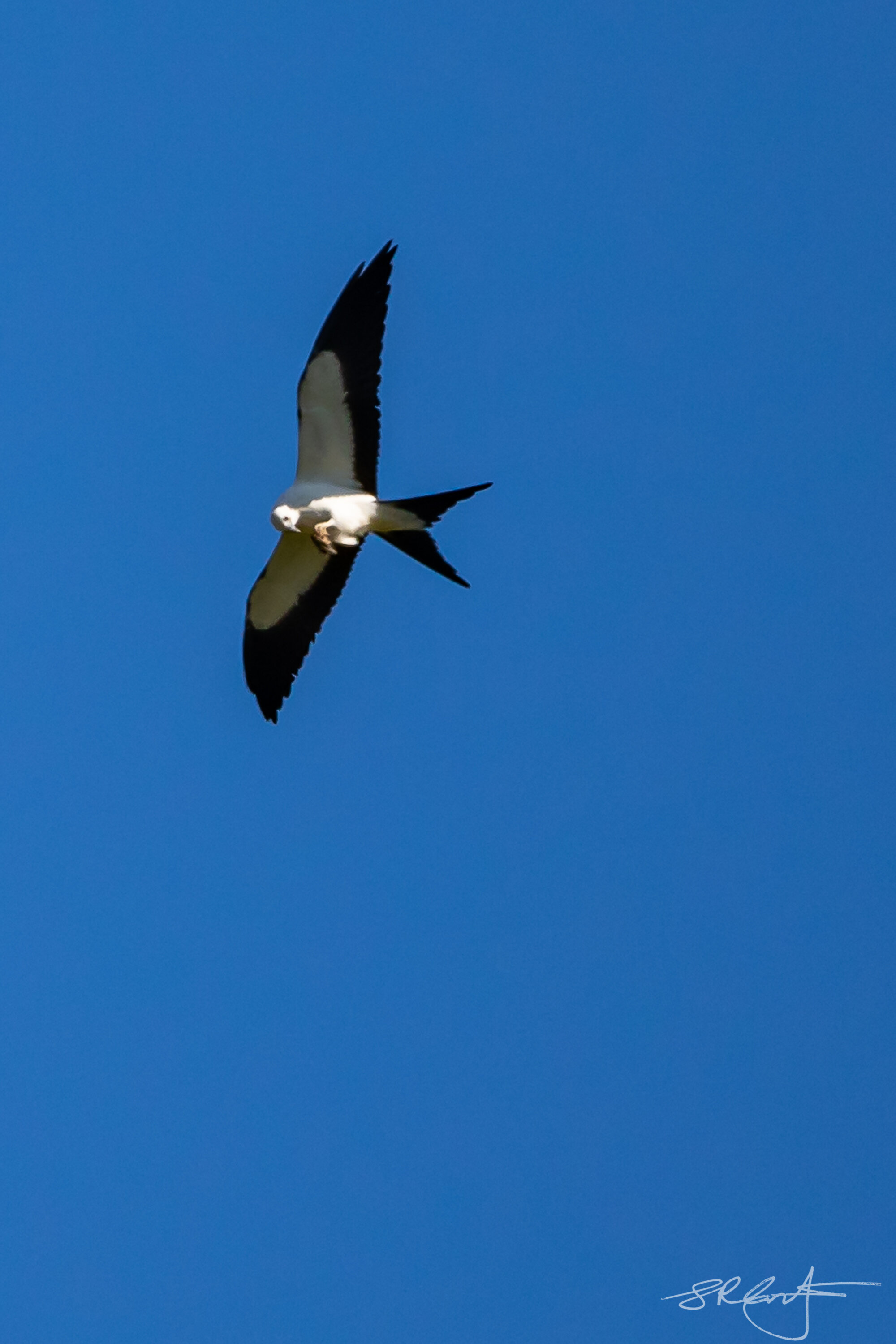 Swallow Tail Kite, with a meal.