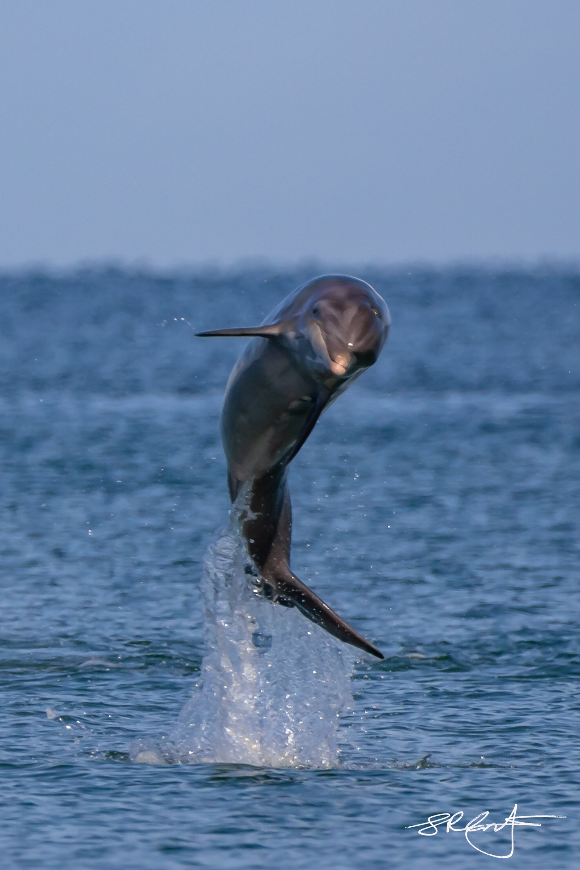 Because he can !  The athletic exuberance of a Dolphin.