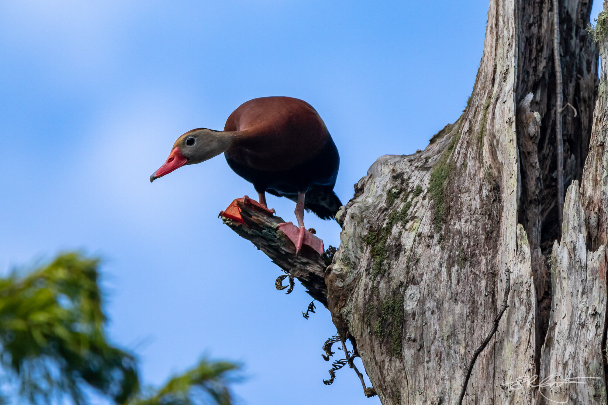 Black Bellied Whistling Duck in a Tree.