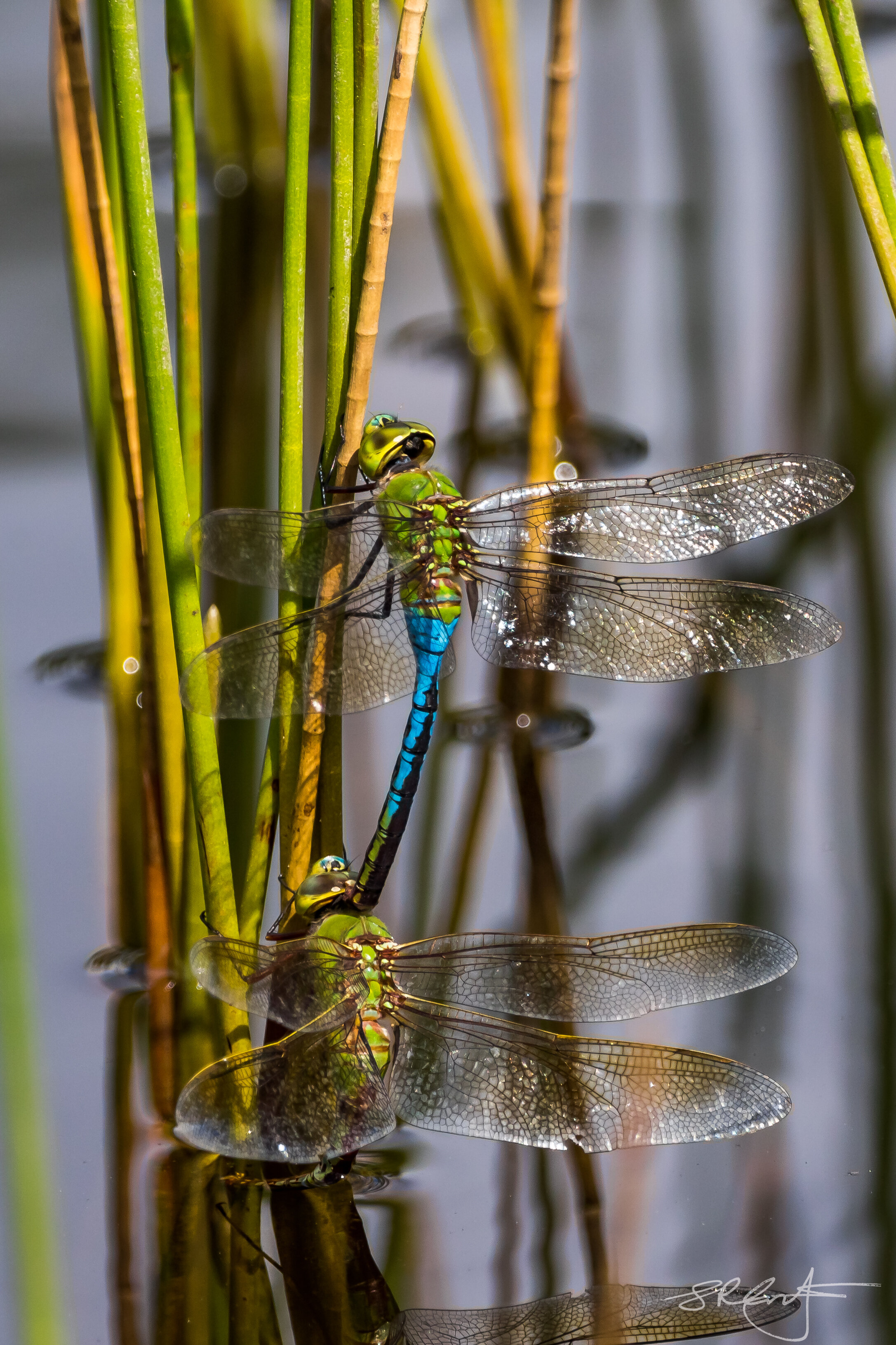 2019 09 01 Dragonflies-18899.jpg