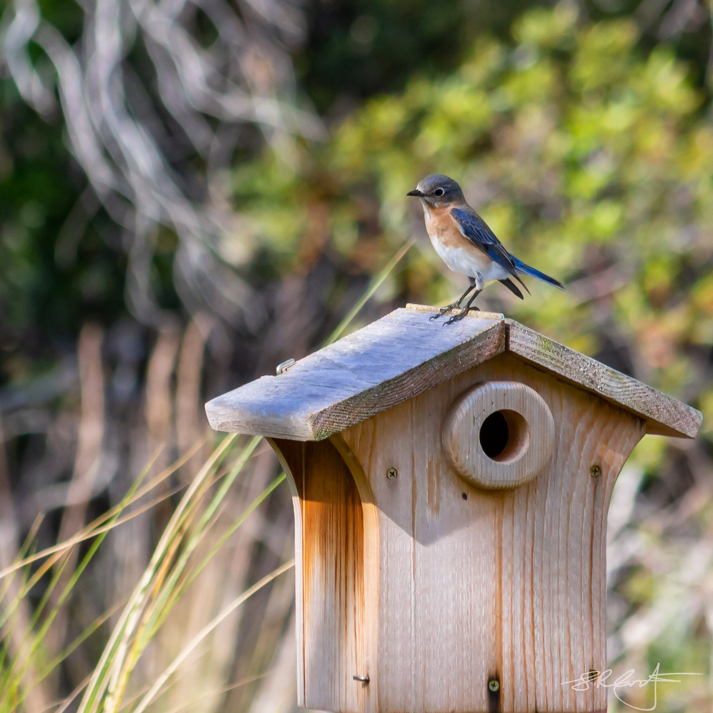 BlueBird checking out the House