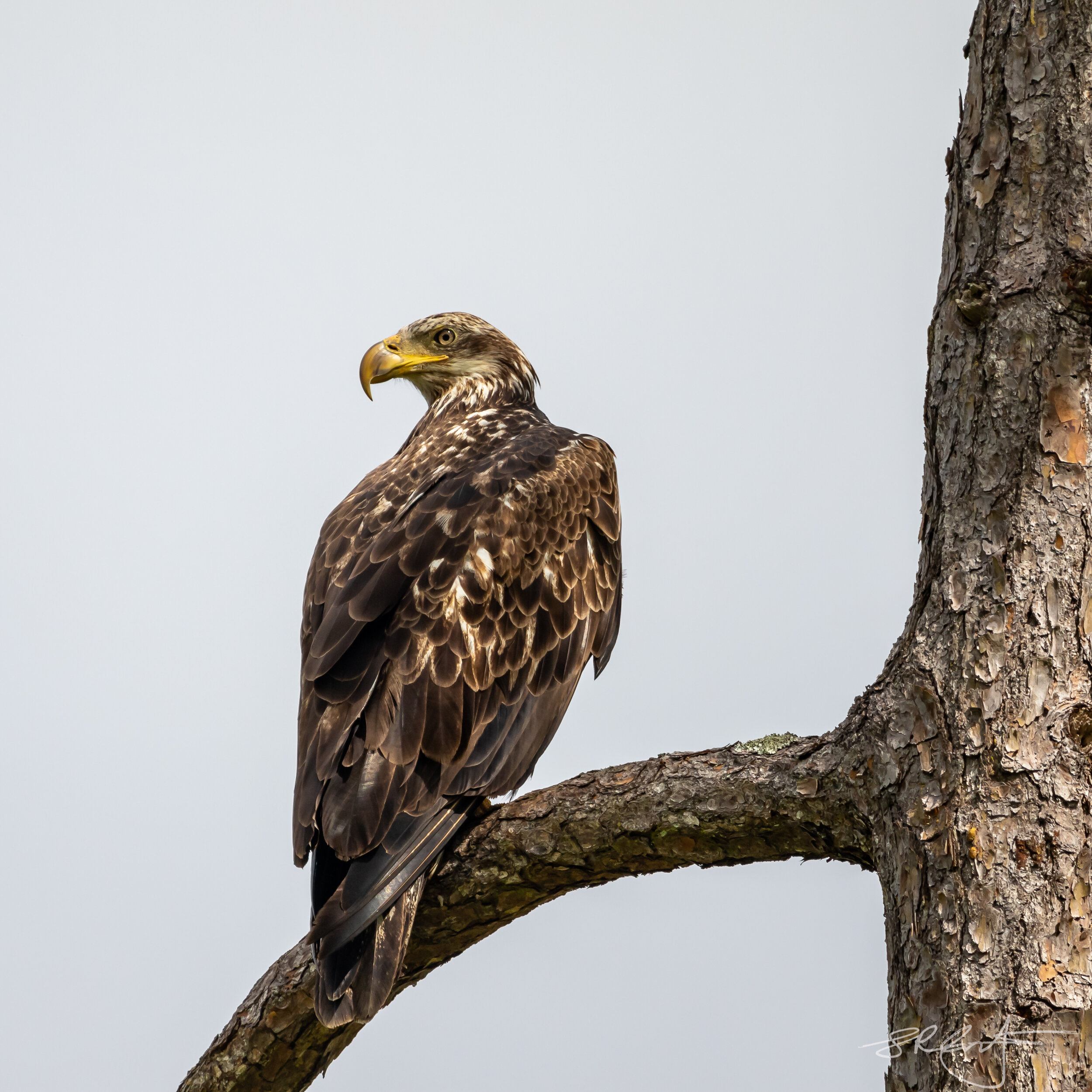 Juvenile Bald Eagle.  18th Tee North.