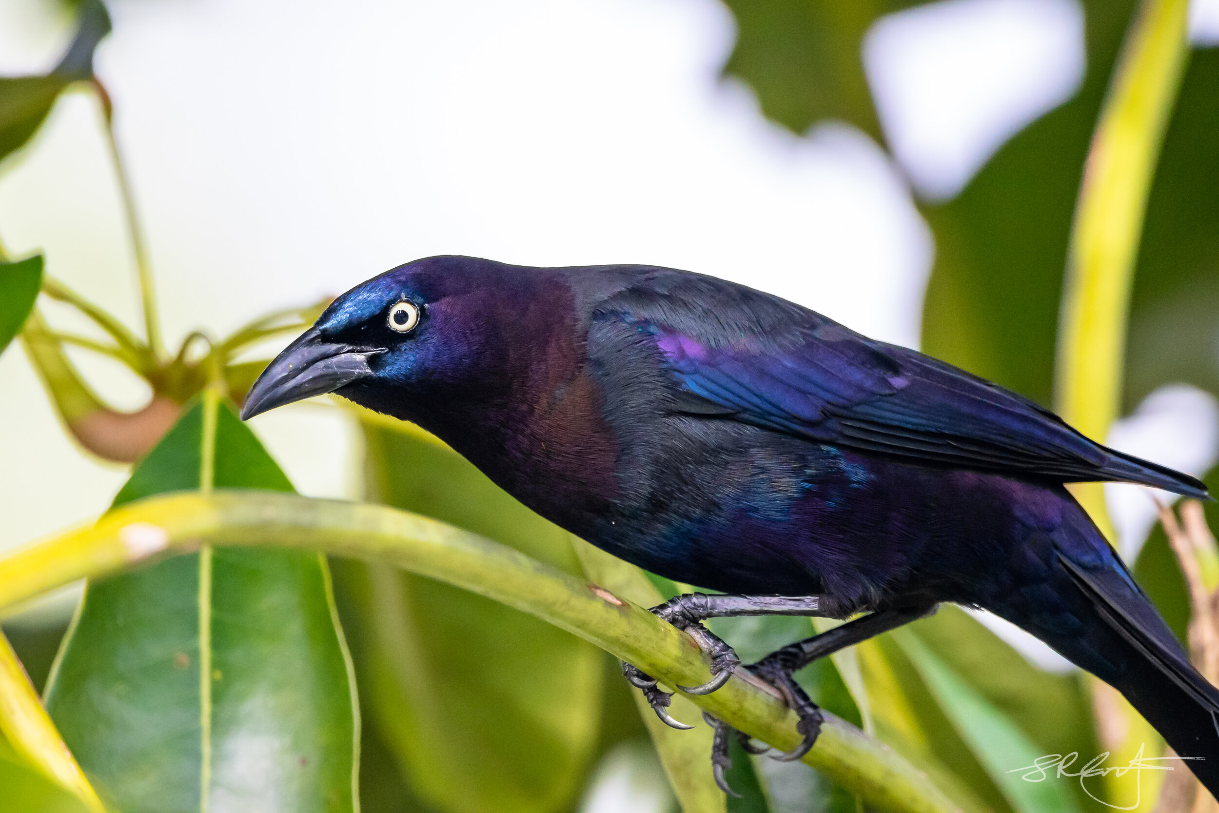 The Iridescent Male Grackle